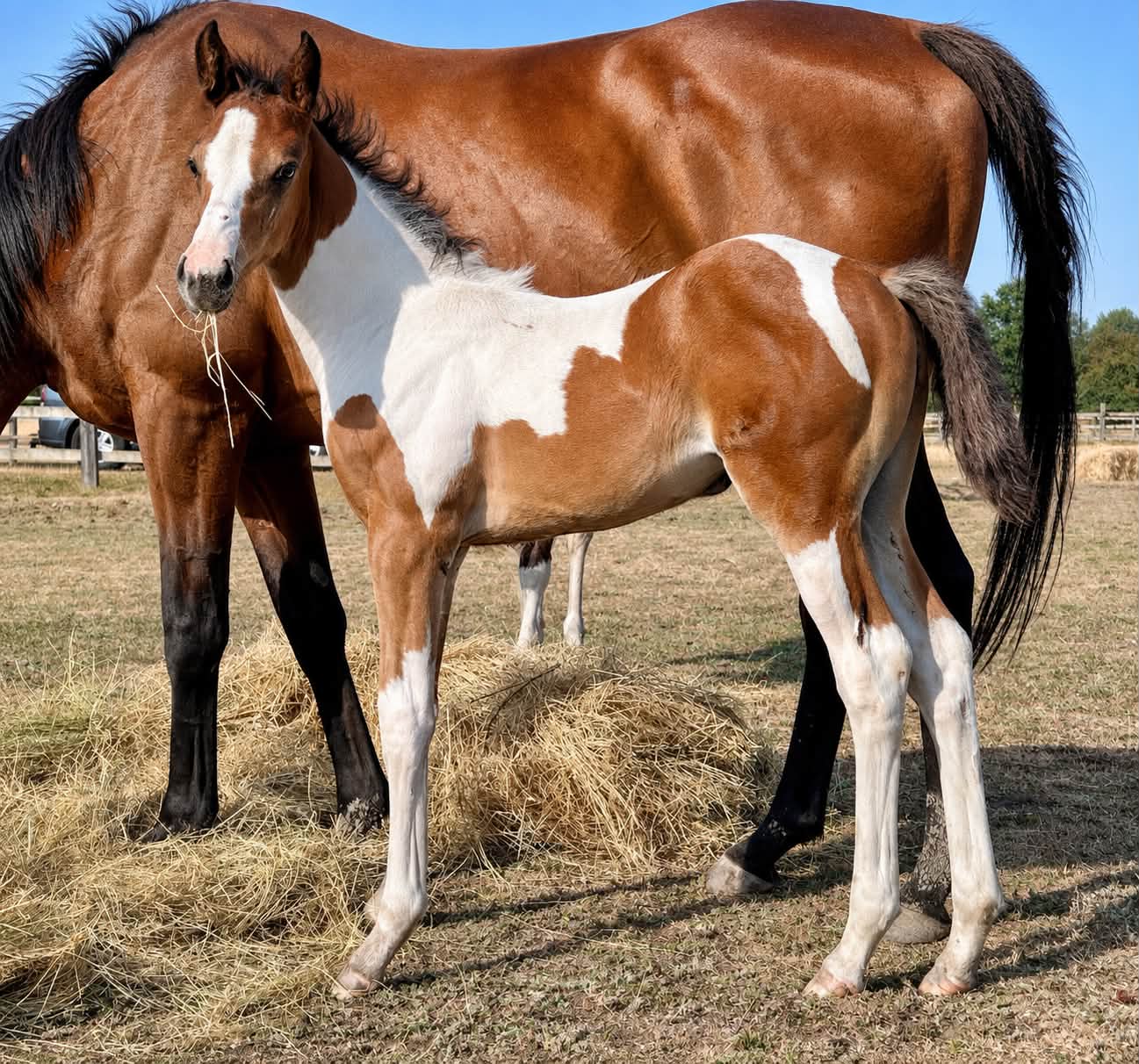 2 AES sporthorse fillies