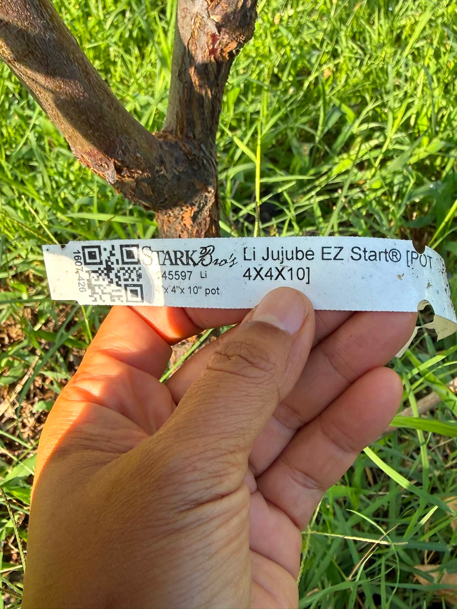 Li Jujube tree first fruit experience in VA Zone 7B
