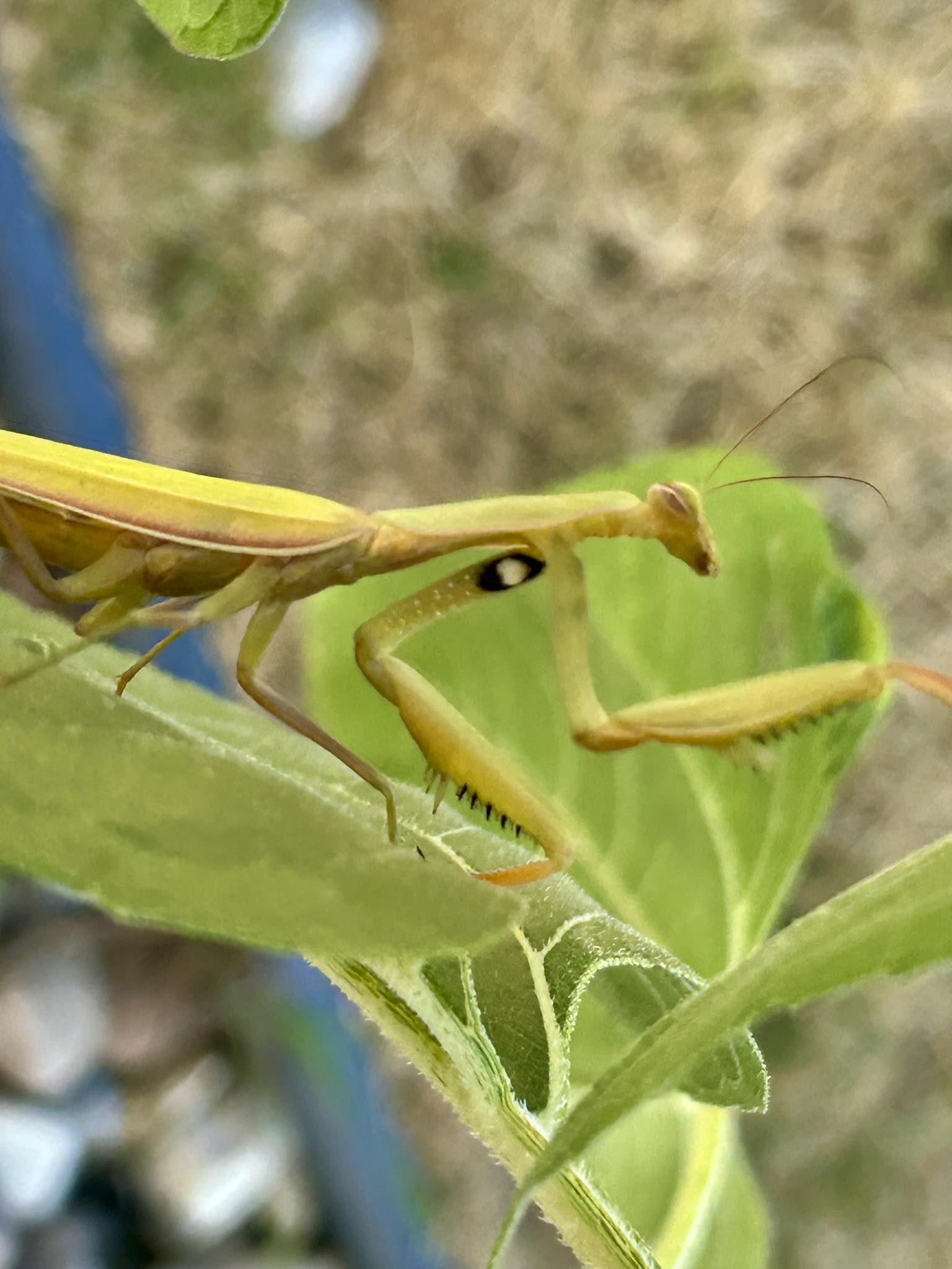 Unique markings on praying mantis pets, heart-shaped chest markings
