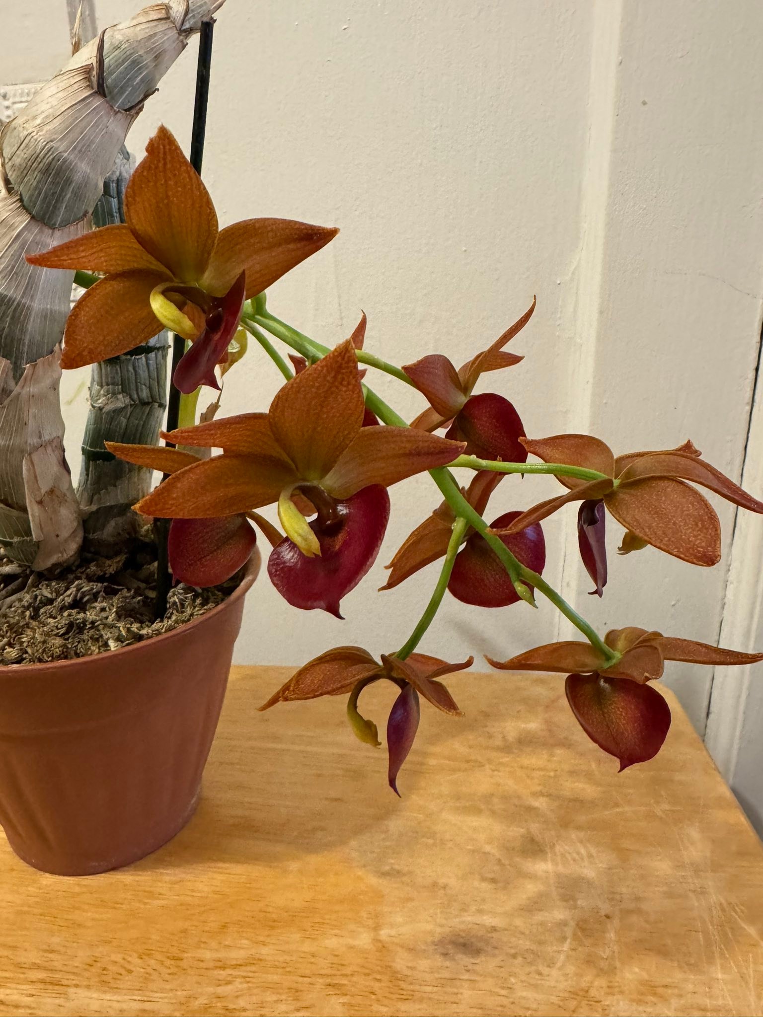 Cycnoches Taiwan Gold orchid is super easy to rebloom
