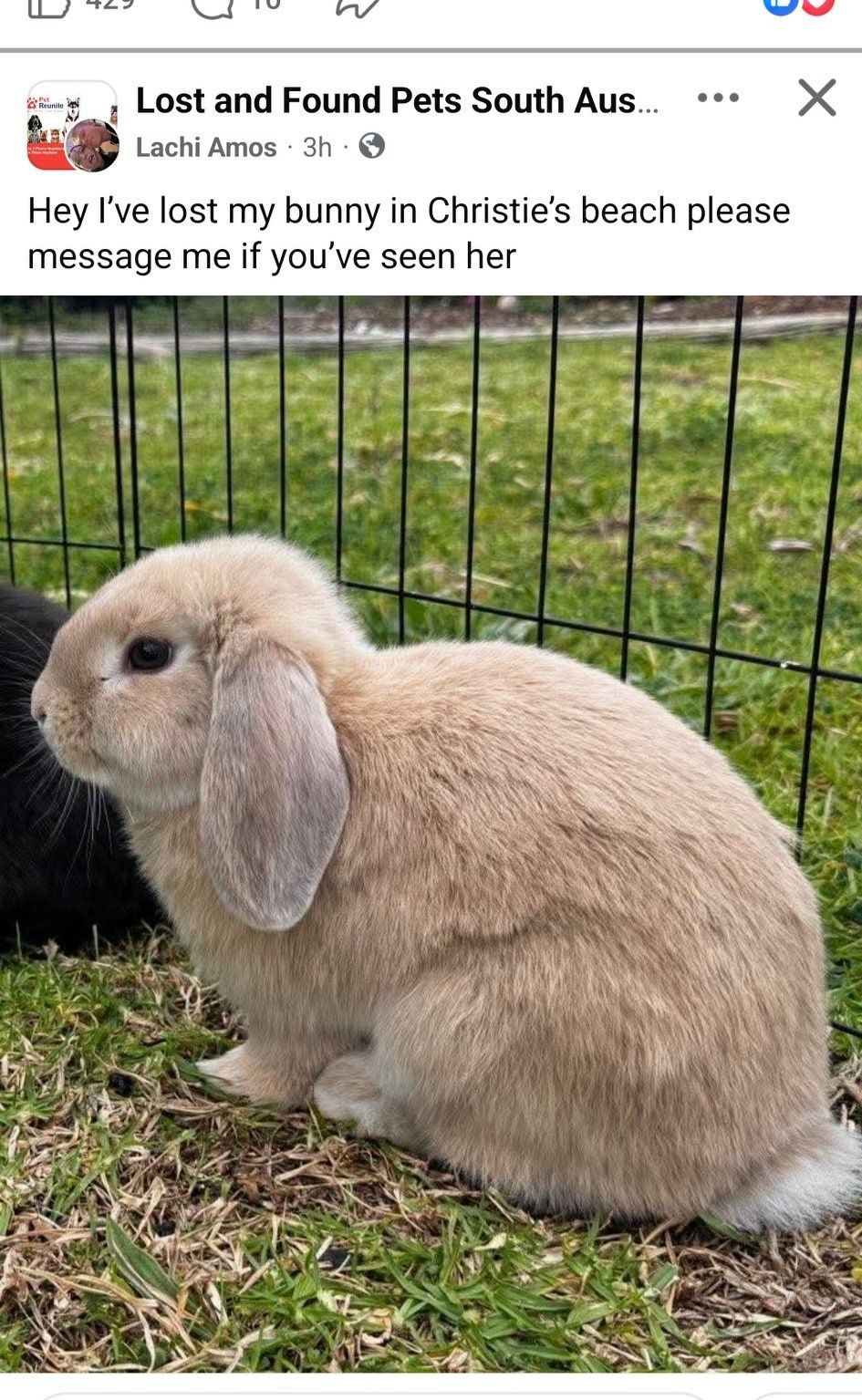 Lost and Found Rabbits of South Australia | Facebook