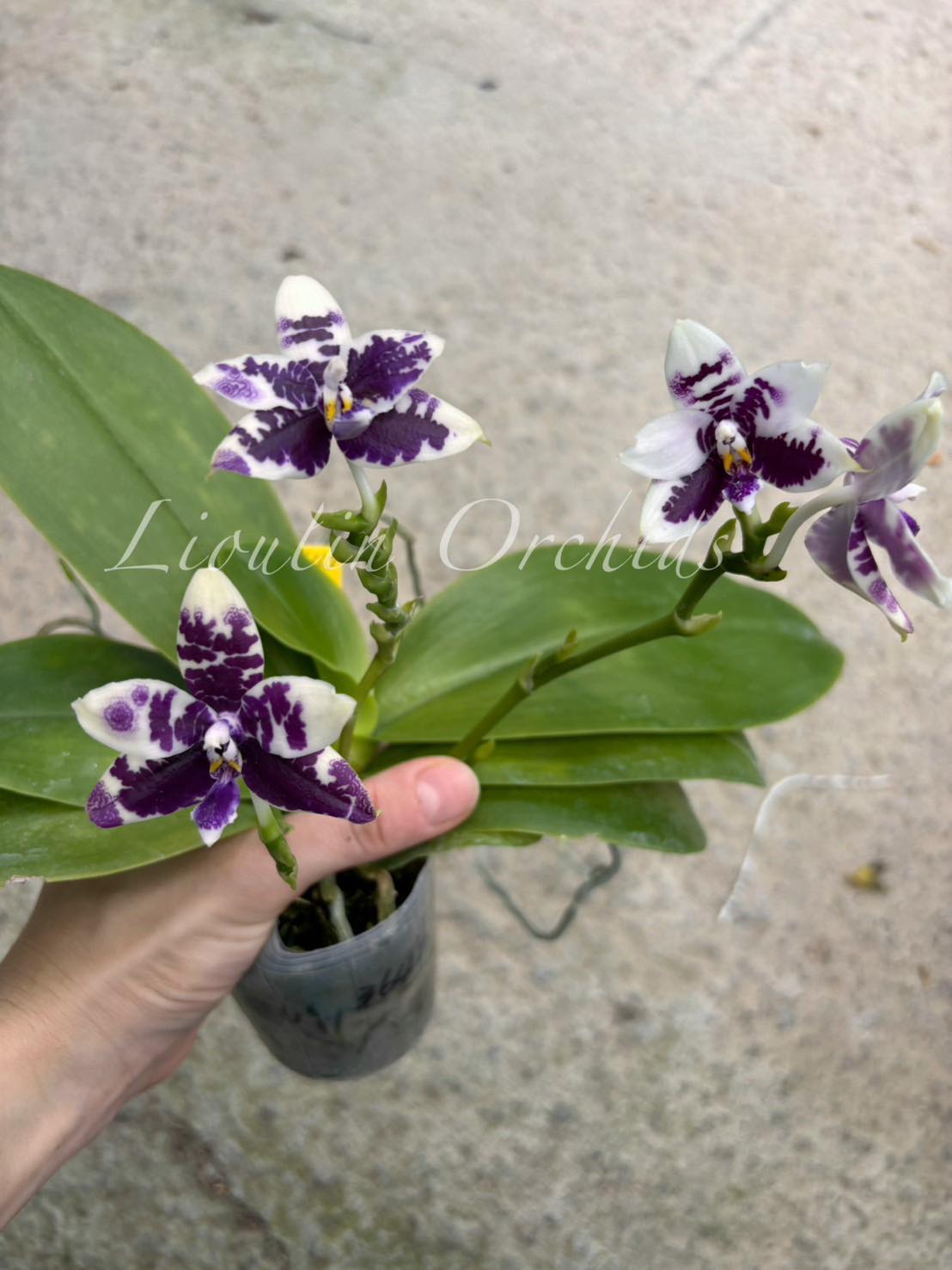 Phal. Jamboree Blossom x Phal. Lioulin Blue Parrot