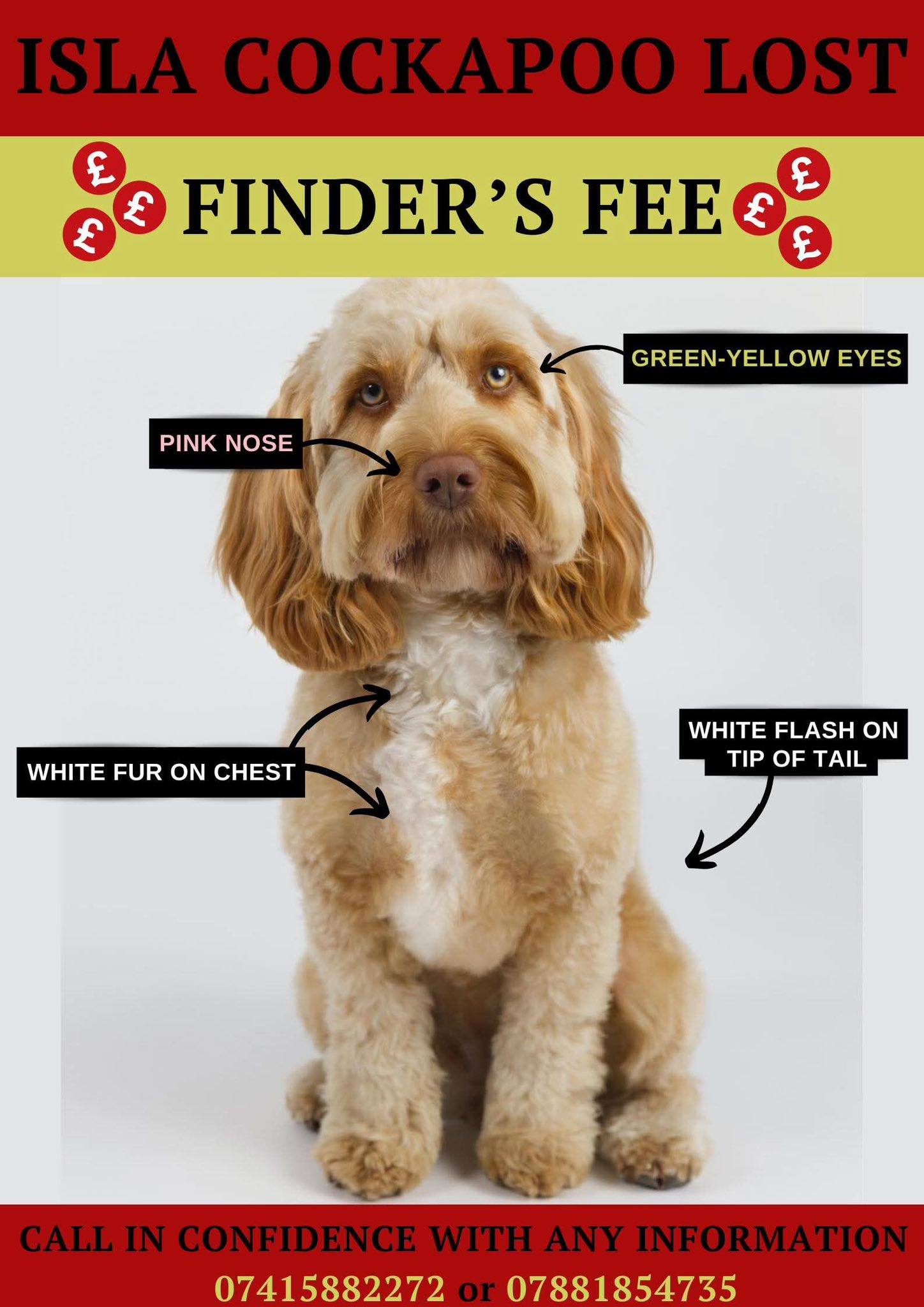 ISLA COCKAPOO LOST AB31 SCOTLAND.07415 882 272/07881 854 735 | Facebook