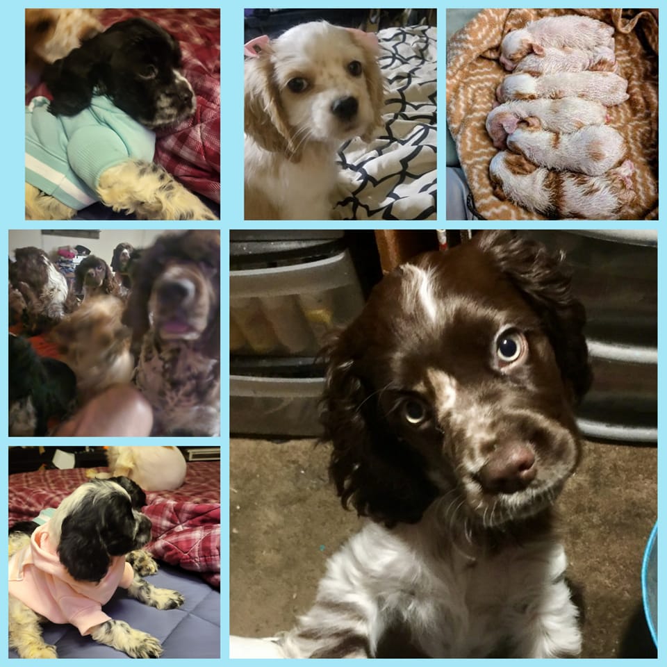 Southern Cocker Spaniels & Friends (MS, TN, AR, LA, AL, GA, FL) | ISO ...