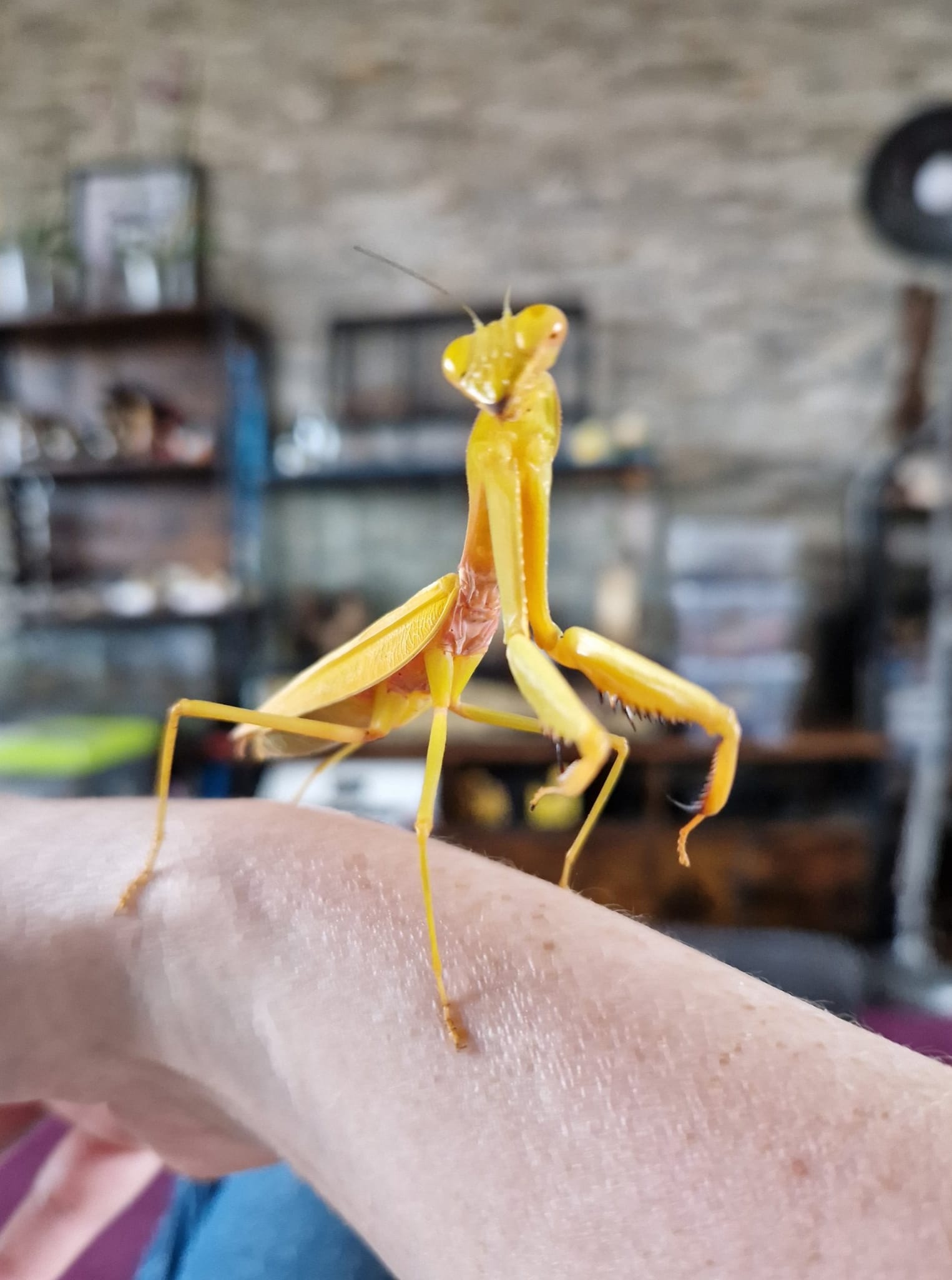 【aviso gold】PRAYING MANTIS 5'6 TINT What species is this yellow praying mantis?