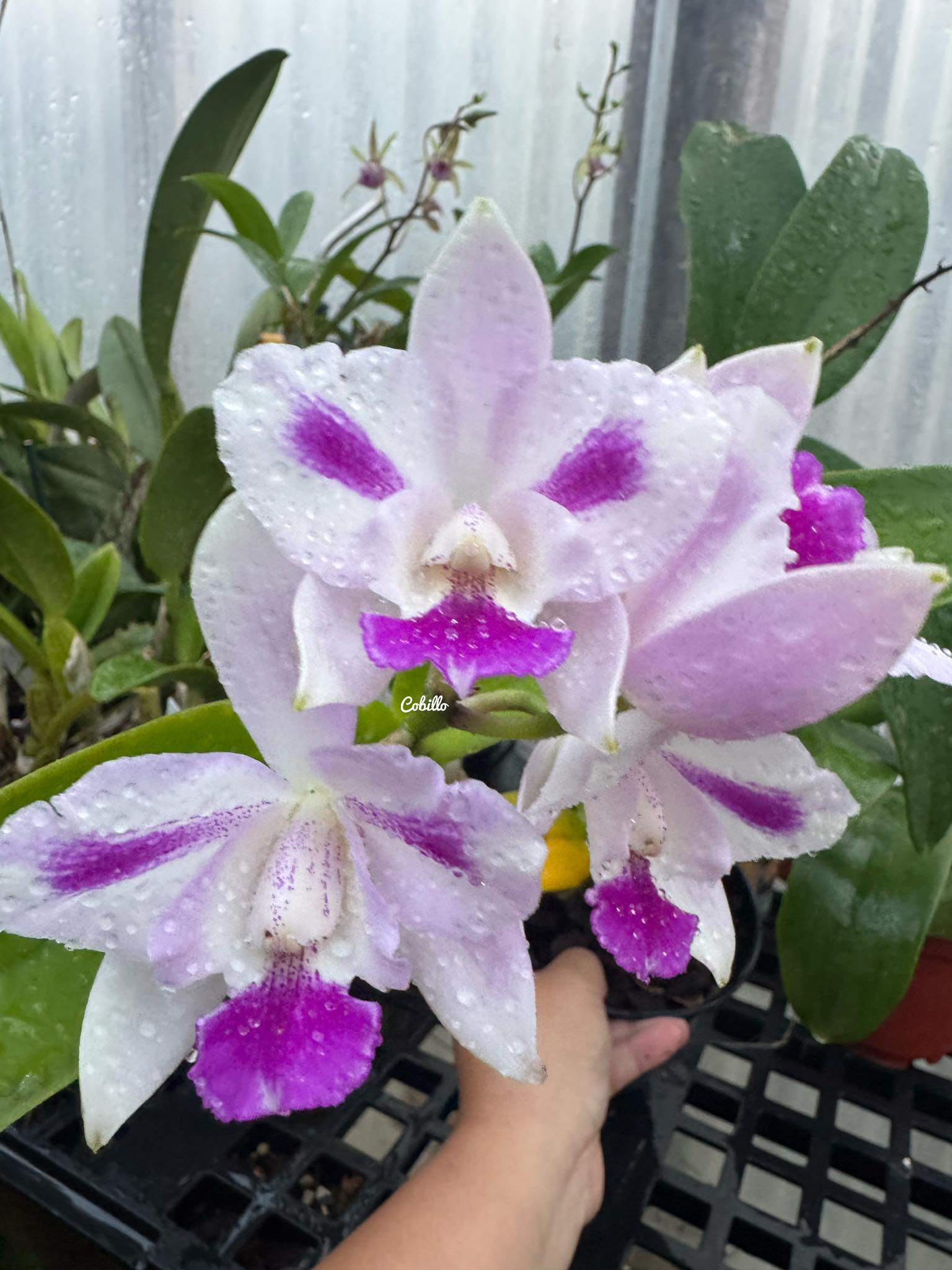 Caulocattleya Ethel's Paradise 'Kaleialoha' orchid blooms