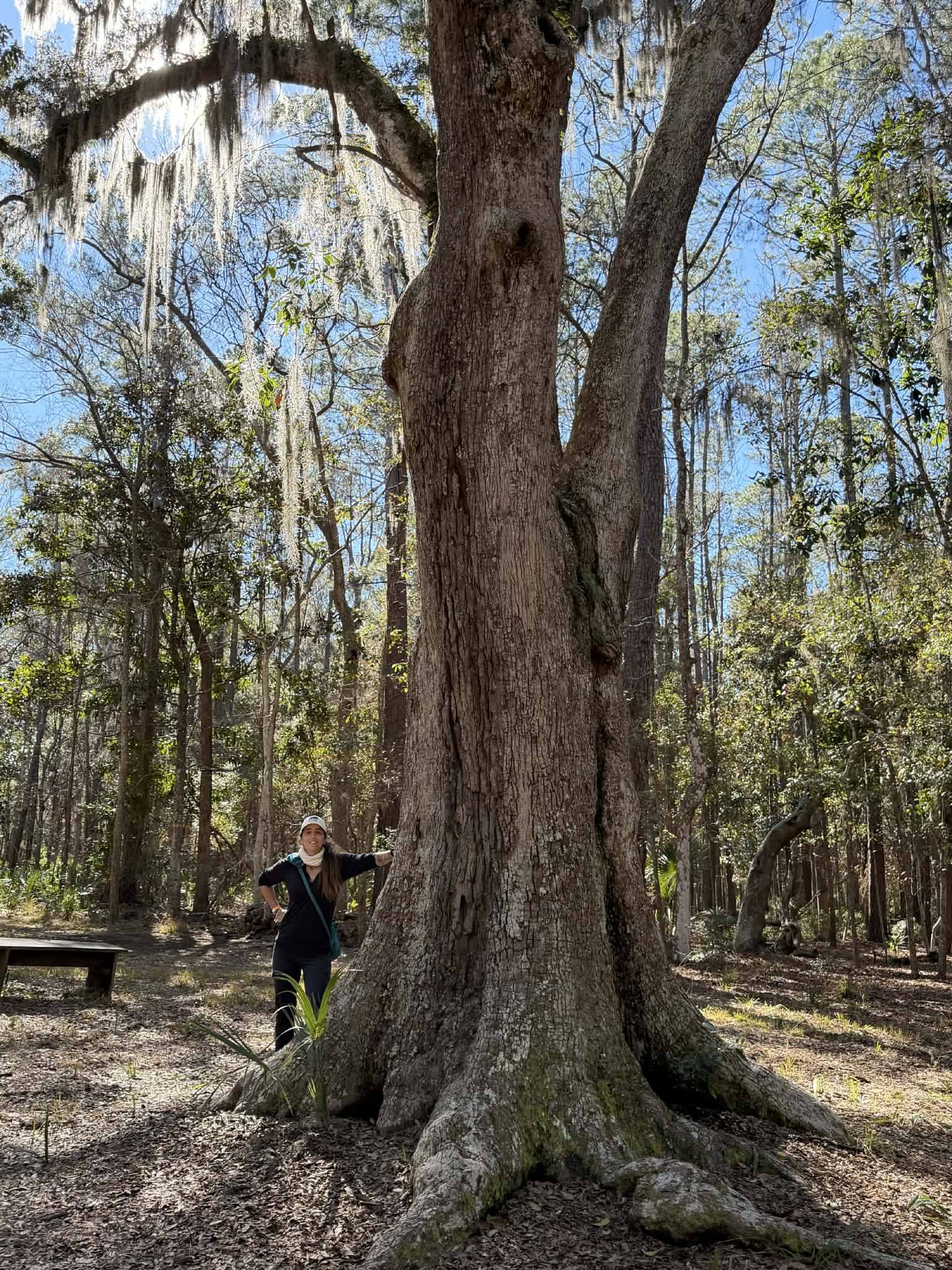 Wormsloe historic site in Savannah, GA has beautiful trees