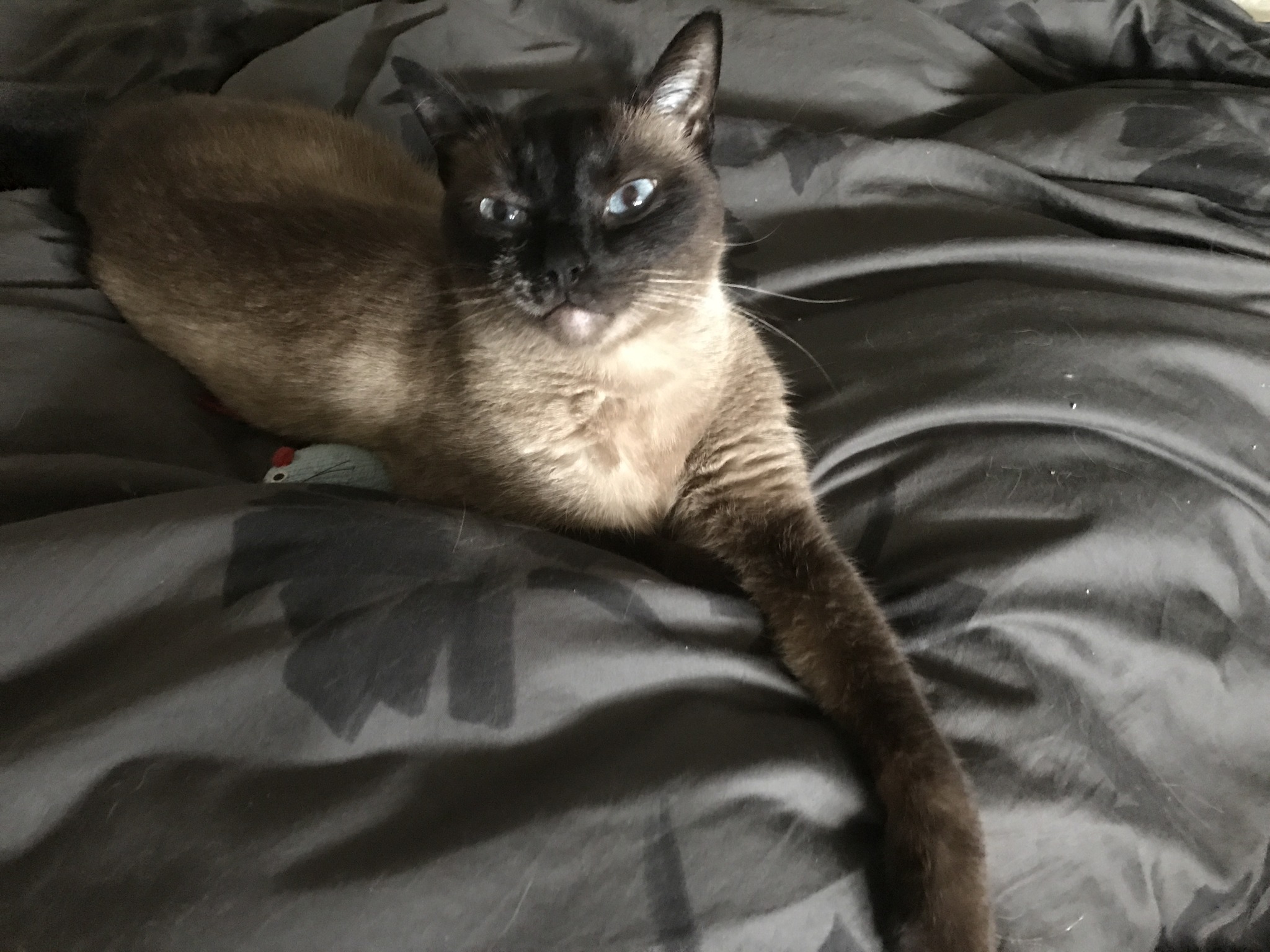benefits of b12 injections for cats Vitamin shots with kidney disease Is a B12 Deficiency vitality support Weight:20mg