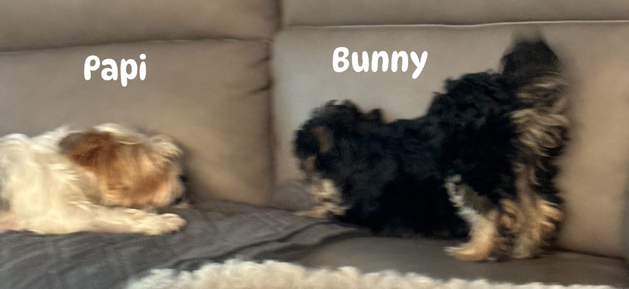 Ruby J Aguilar - 🤩 Bunny weighs 4 pounds now, she was born... | Facebook