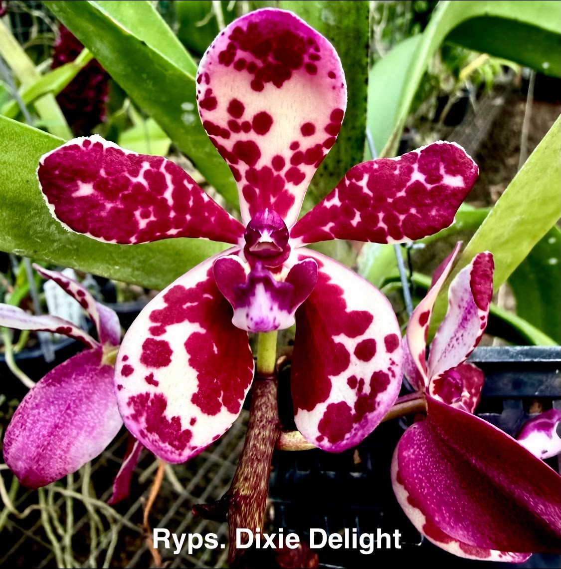 Phalaenopsis borneensis var. flava 'Ambrum'