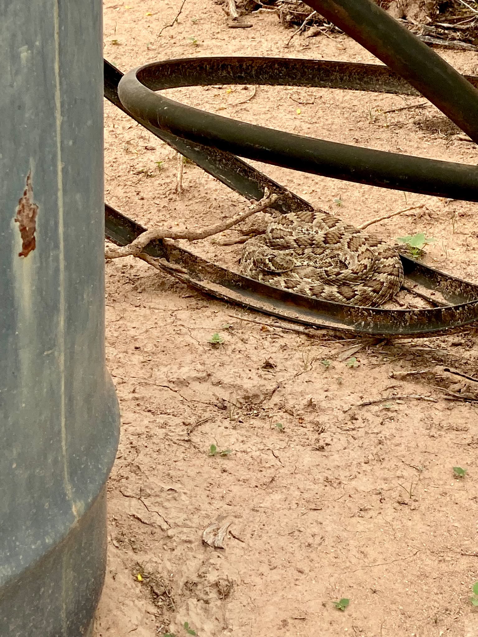 Rattlesnake helps with trash loading in Tucson yard