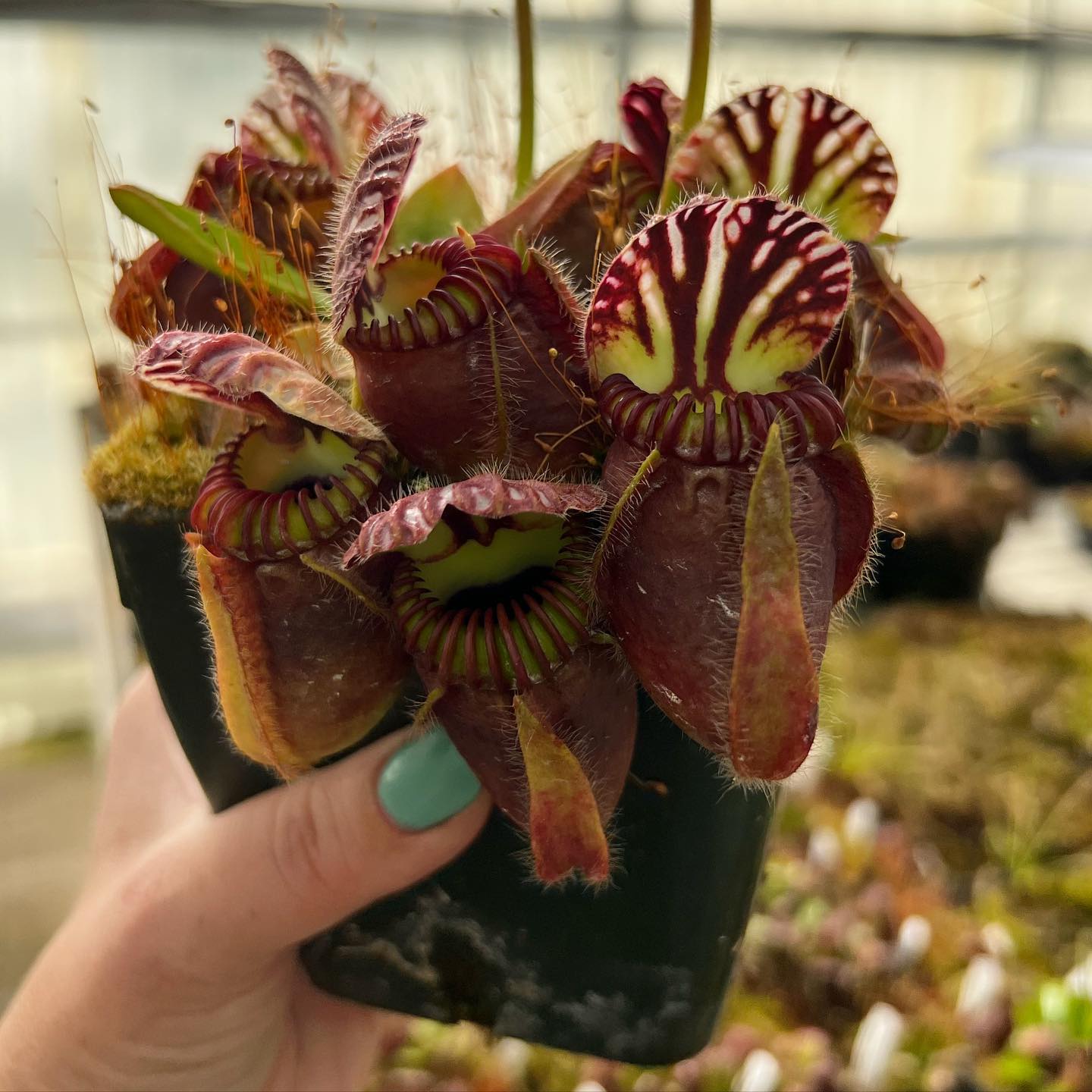 German Cephalotus ジ*ョ様 Gian follicularis