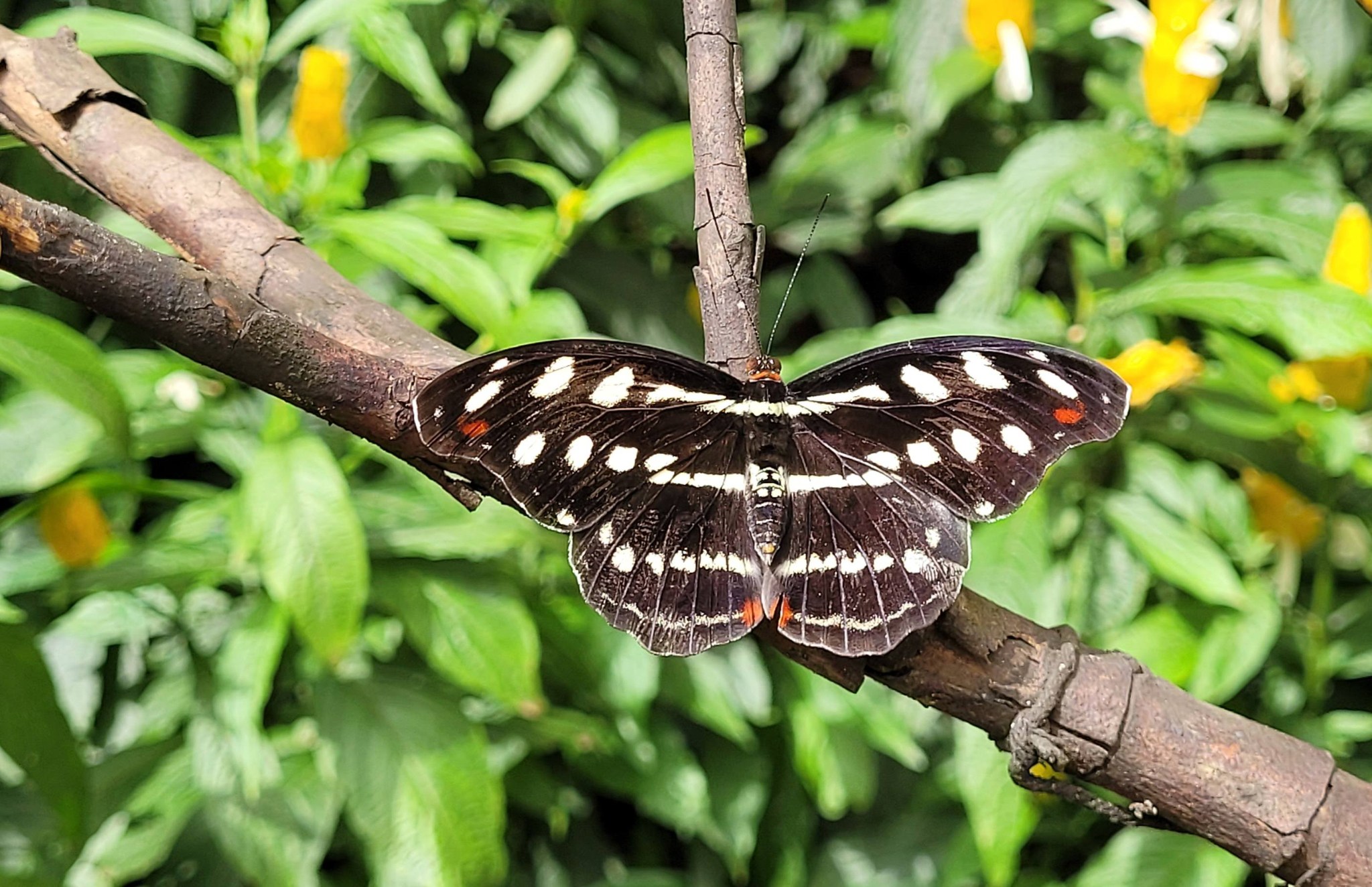Diaethria anna is one of the most beautiful butterflies of Central