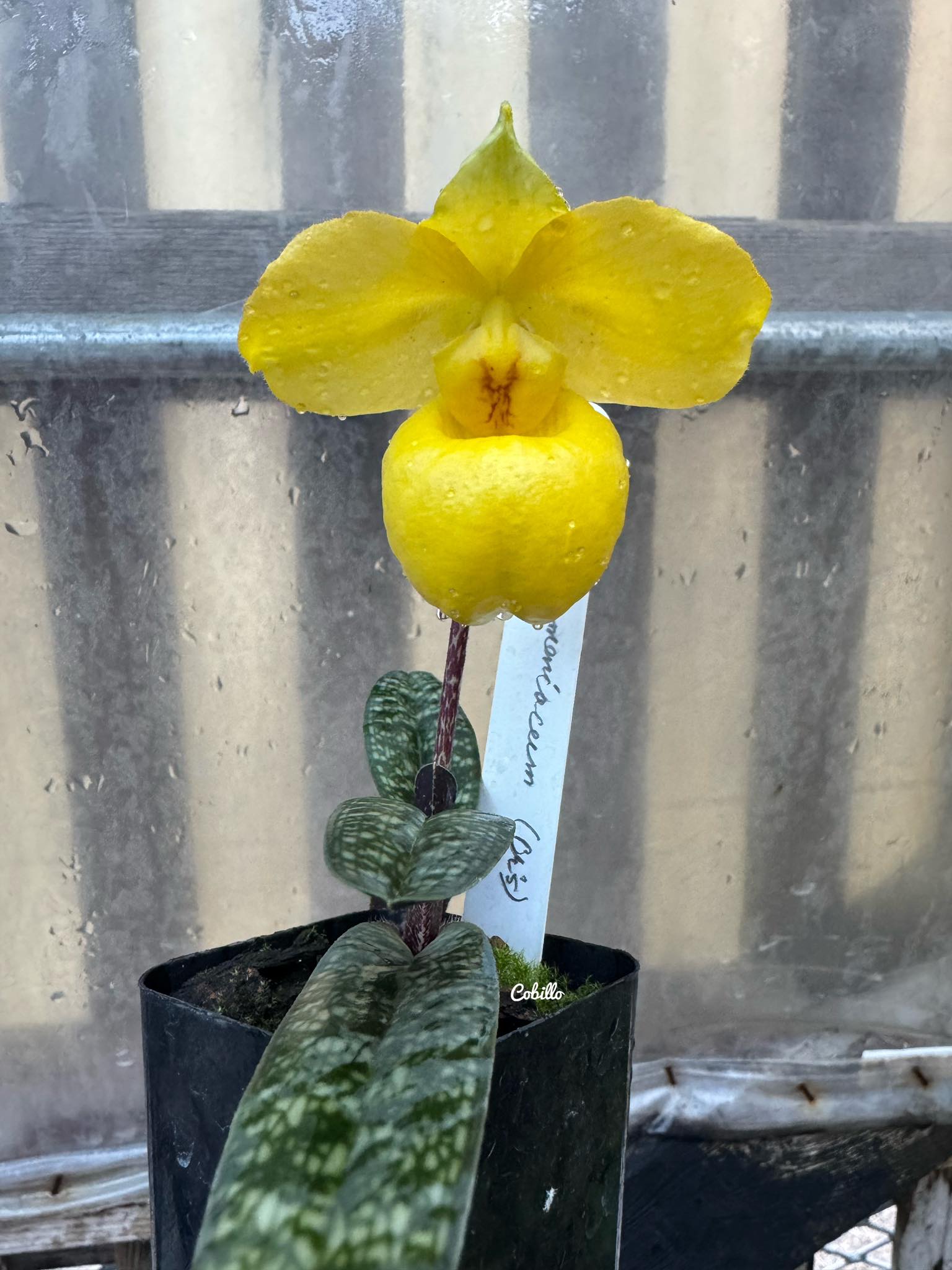 Paph. armeniacum…the cutest thing