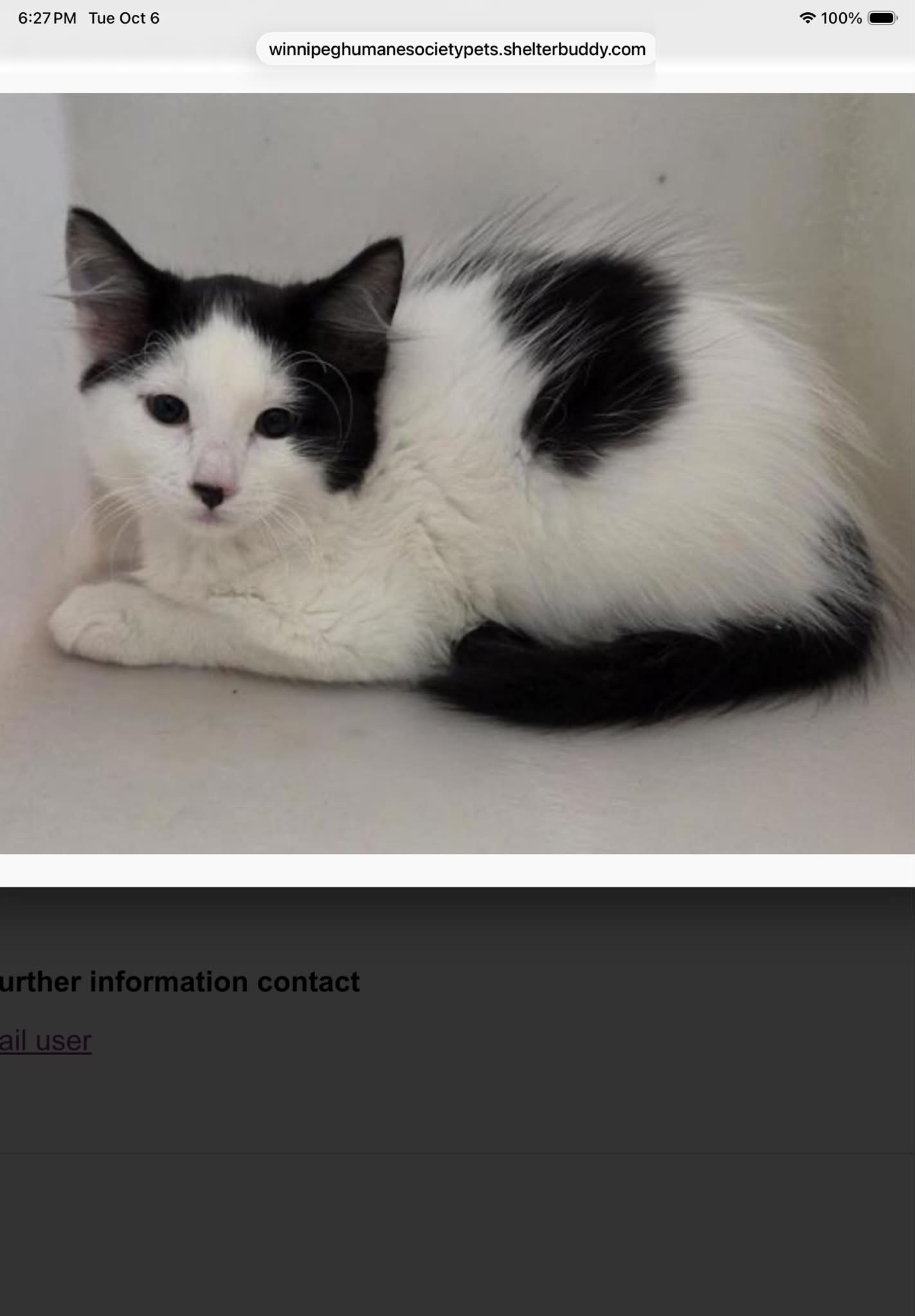 Found: 3-month-old female white/black cat in St. Vital/Worthington