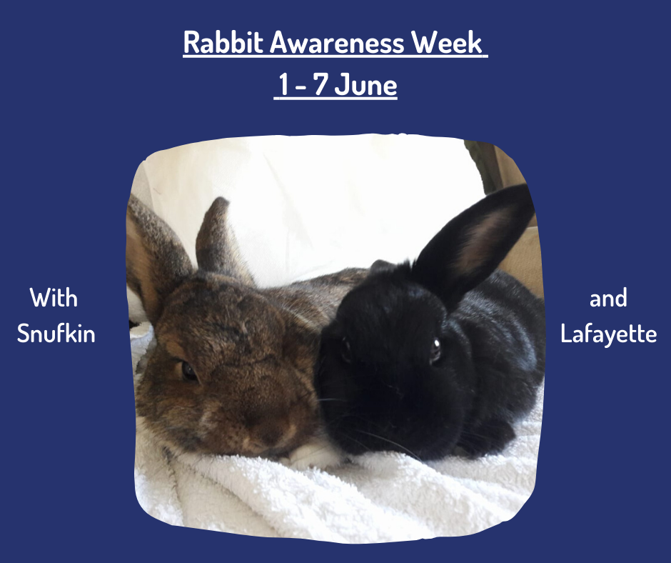 The first week of June is Rabbit... - Winchester Library