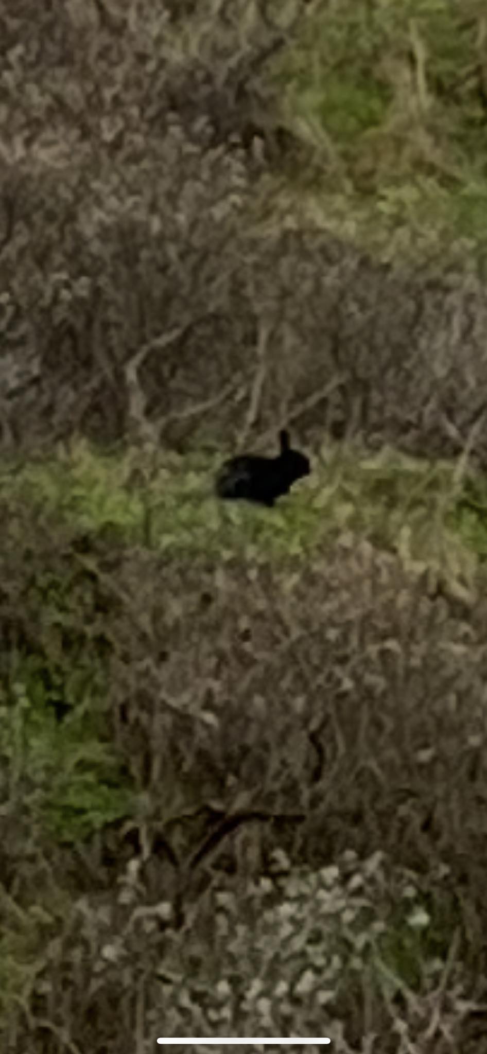 Spotted mablethorpe | Has anyone lost a black rabbit | Facebook