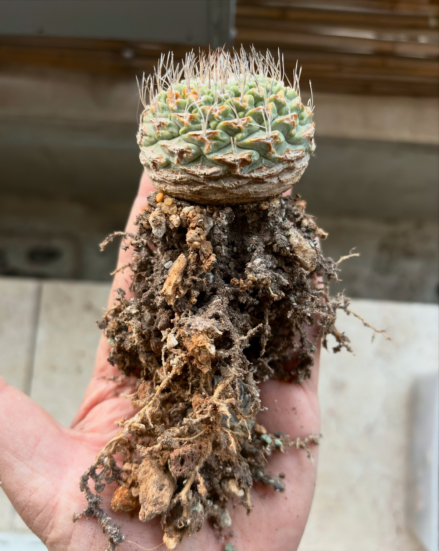 Marc Nevsky - Roots can tell a lot about a plants. For me,... | Facebook