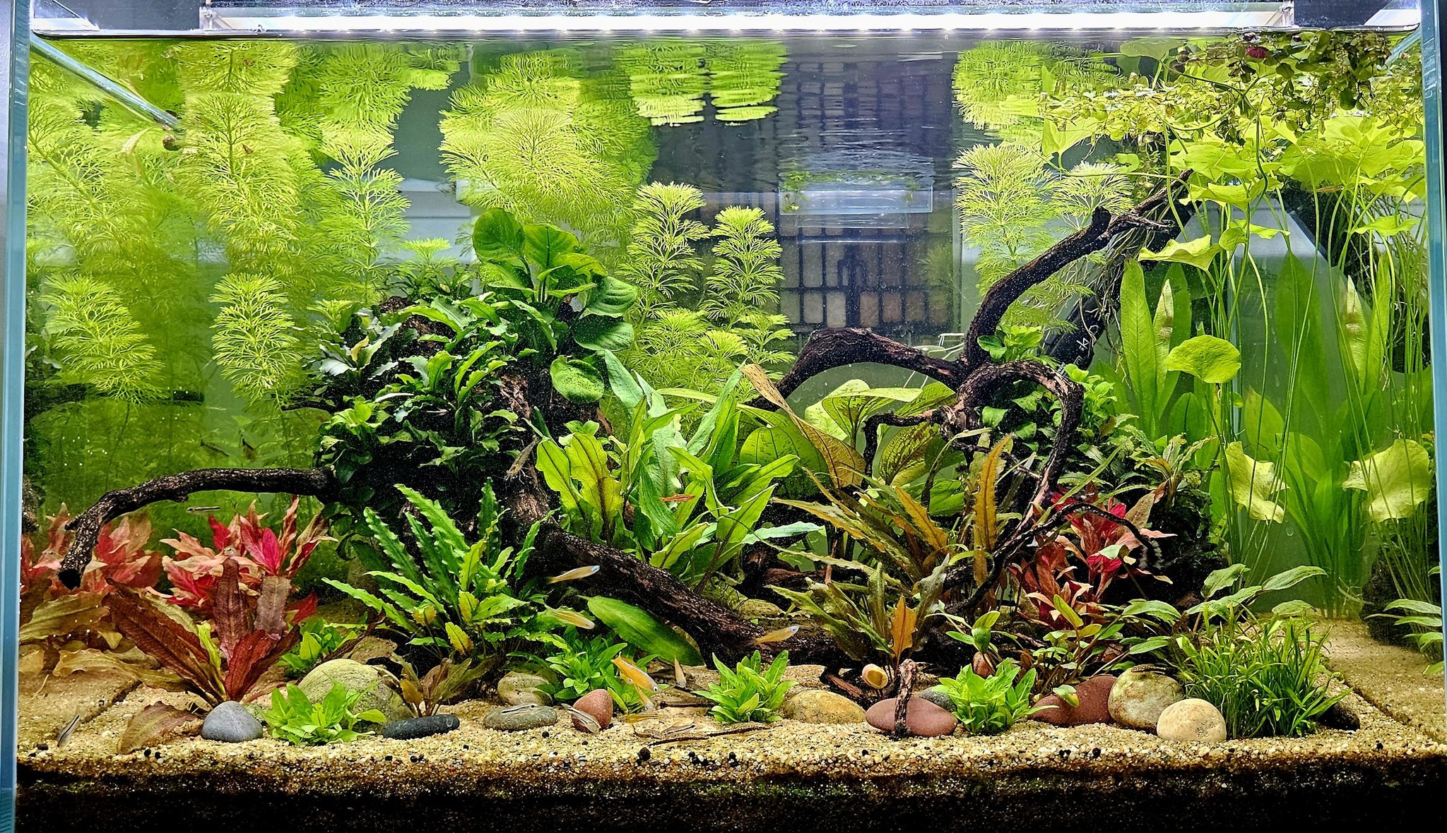 ADA Solar RGB illuminating our Aquascaper 900 😍 Transformation is