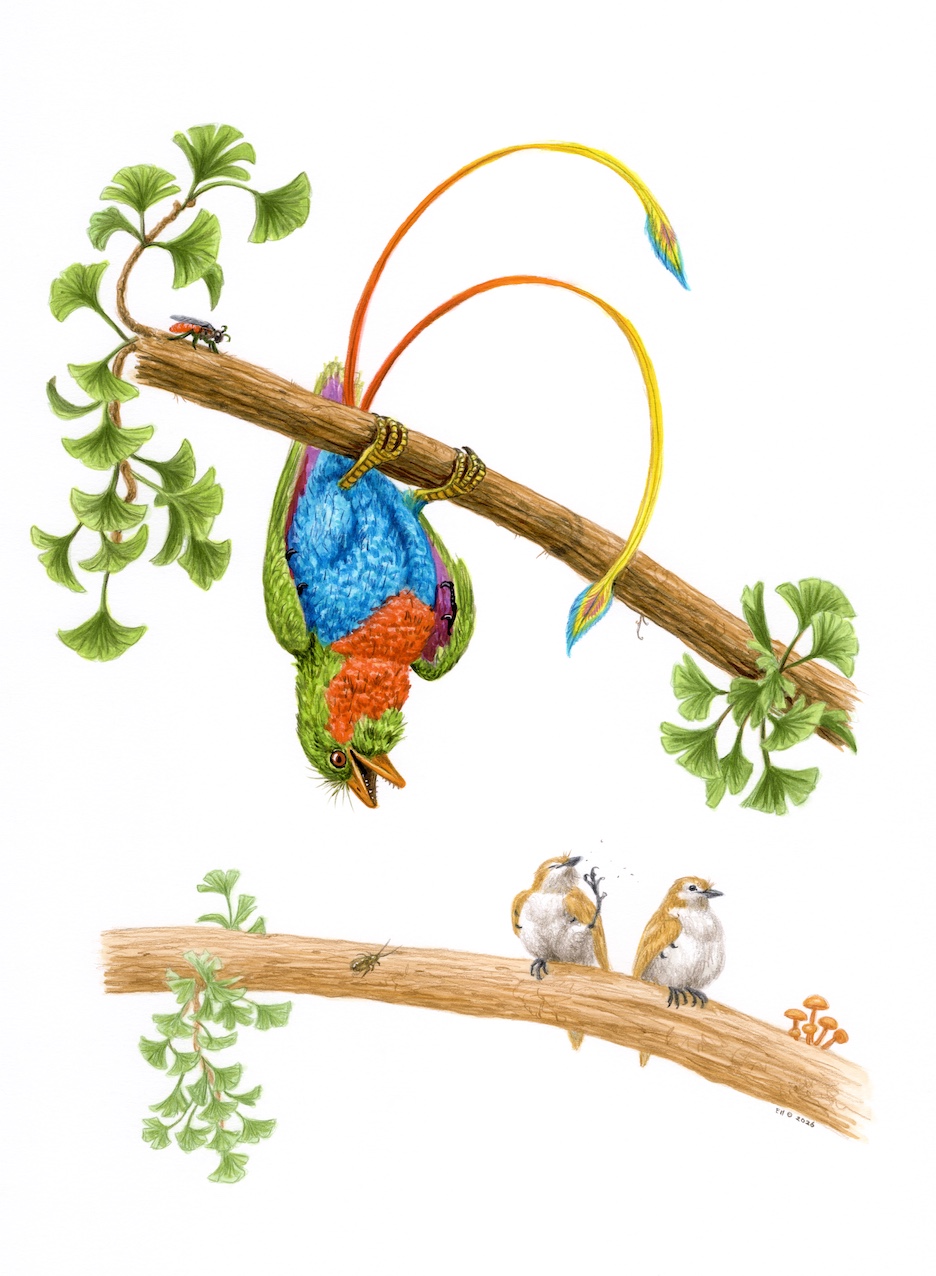 Esther - Number 20 in the Prehistoric Bird series, a group of
