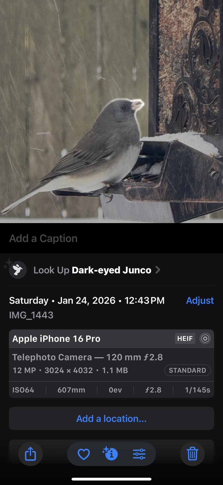 Apple - iphoneSE one bird Identify birds using iPhone feature