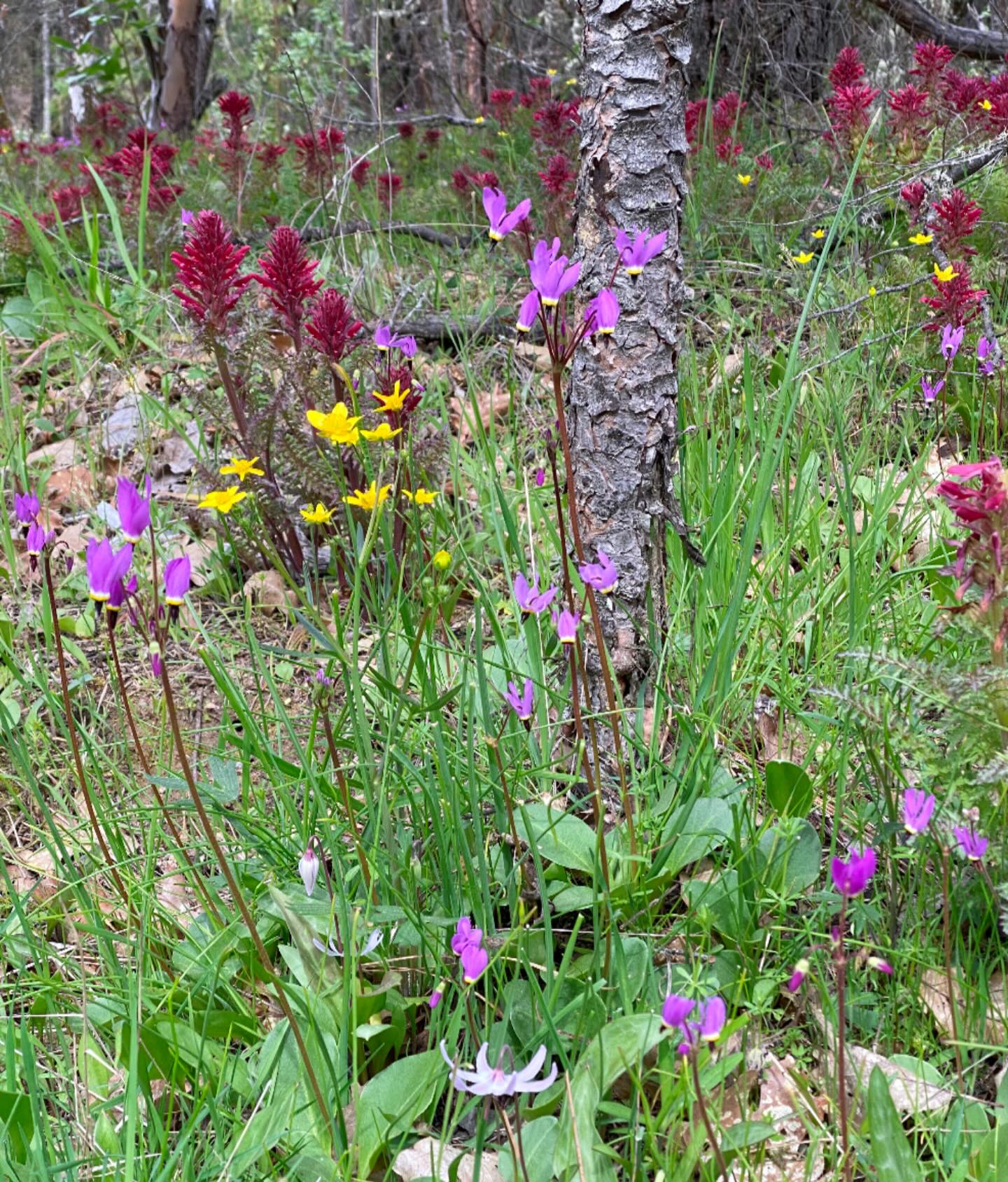 What are the flowers in this wildflower picture?