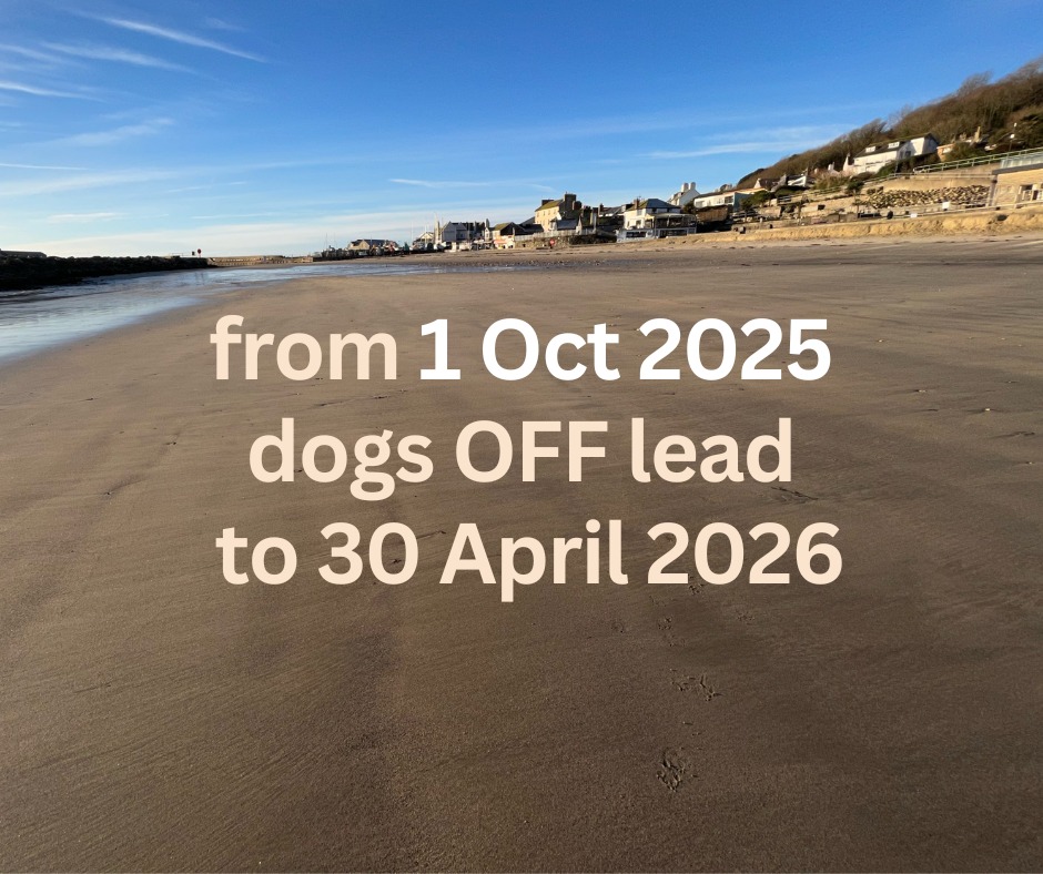 Lyme Regis Loving Dog Owners, Visitors & Friends | Yippee!!! Dogs are ...