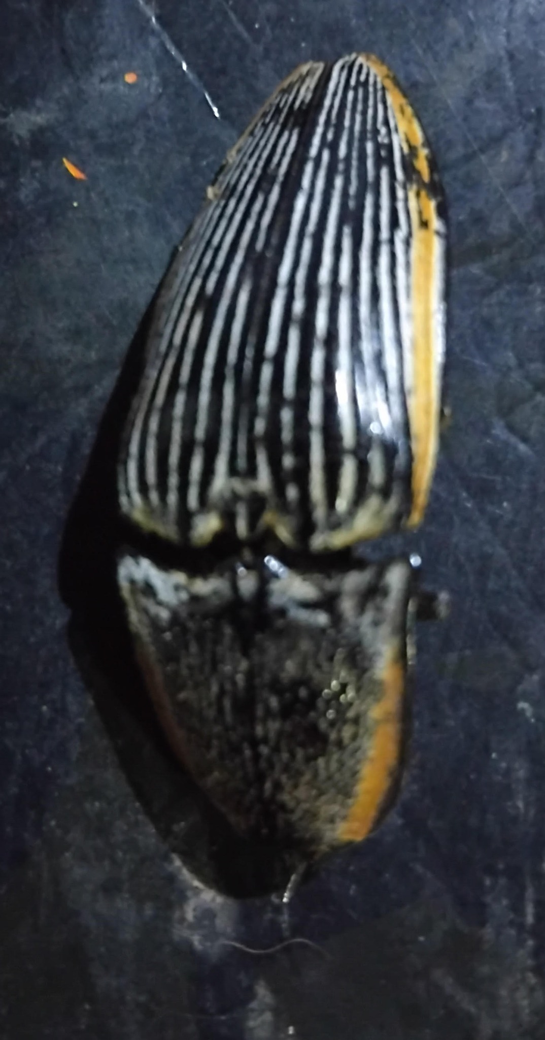 What species is this 42mm click beetle found in Northern Belize?