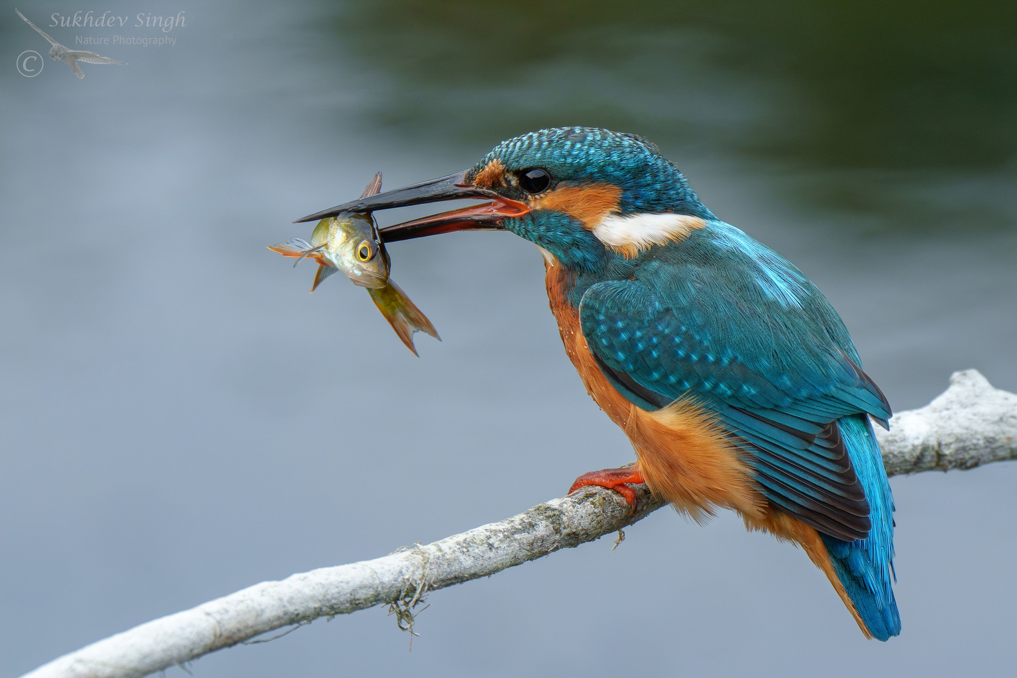 Eye to eye' Kingfisher pic, taken at Lakenheath fen UK. Sony A1