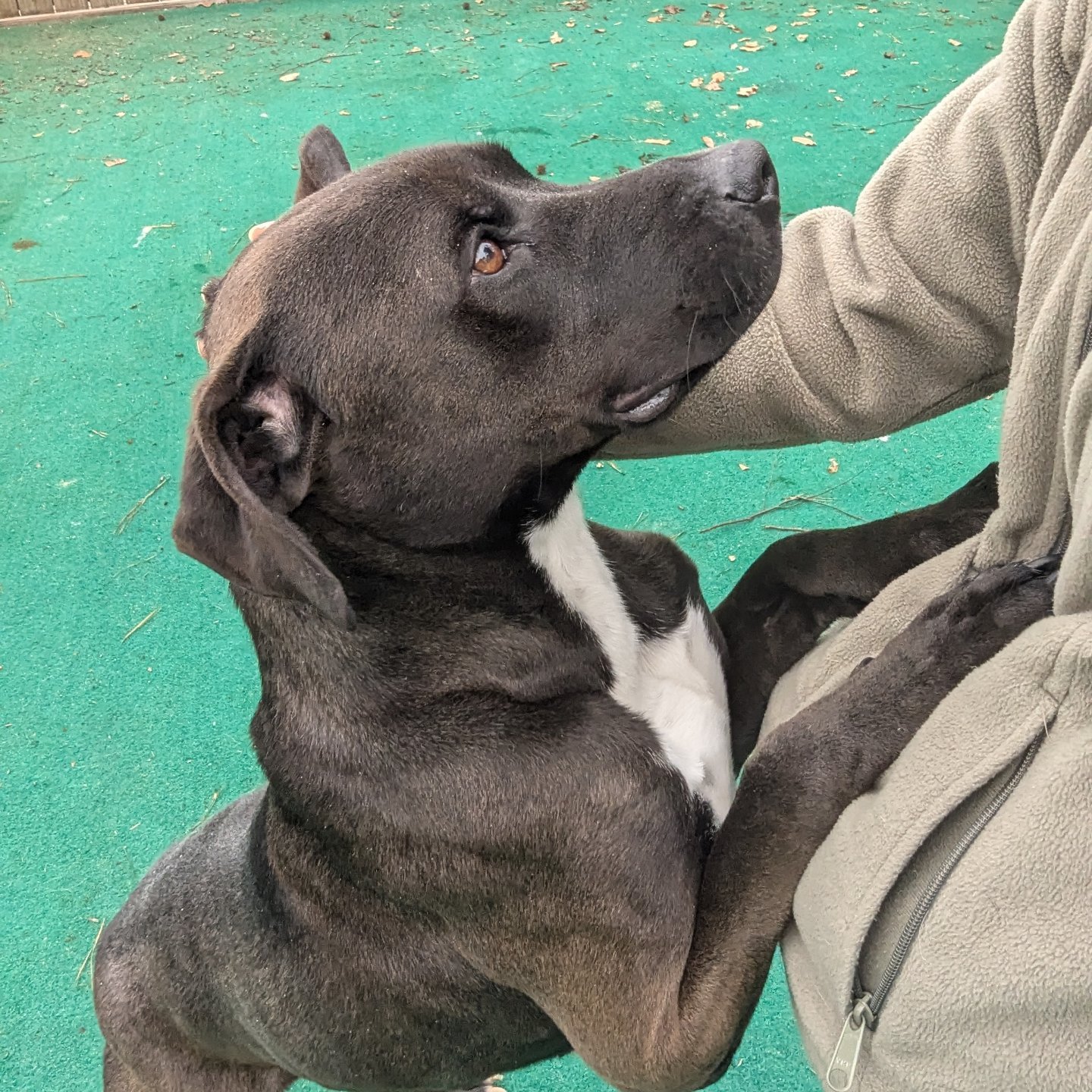 Say hello to... - Second Chance Ranch Rescue and Sanctuary