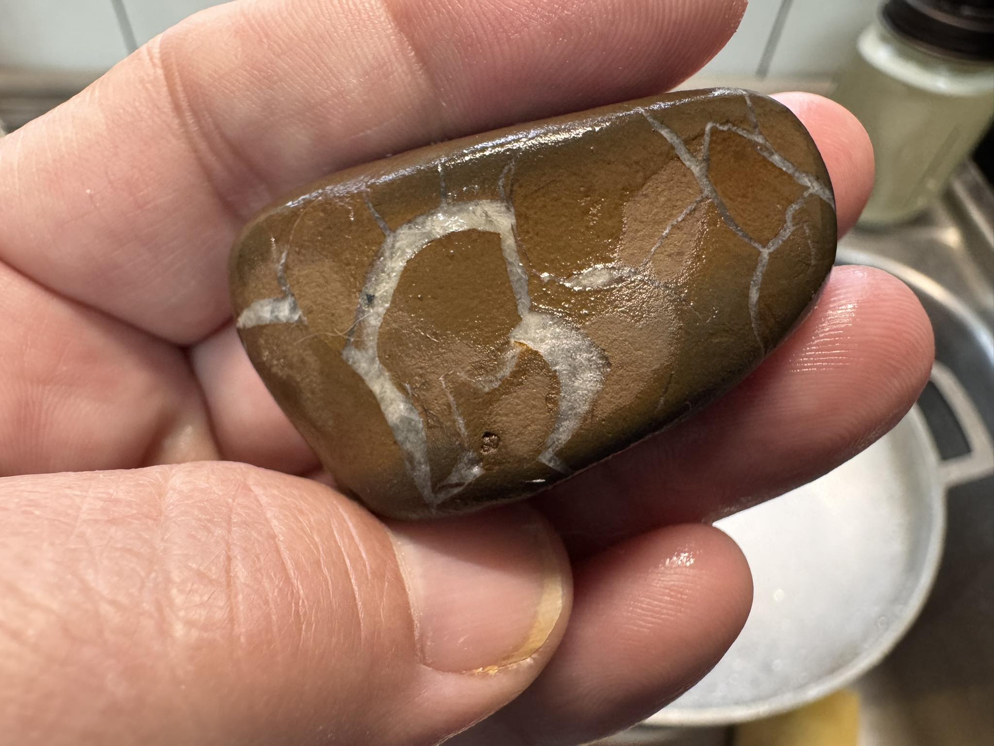 Septarian nodule found on Lake Michigan beach