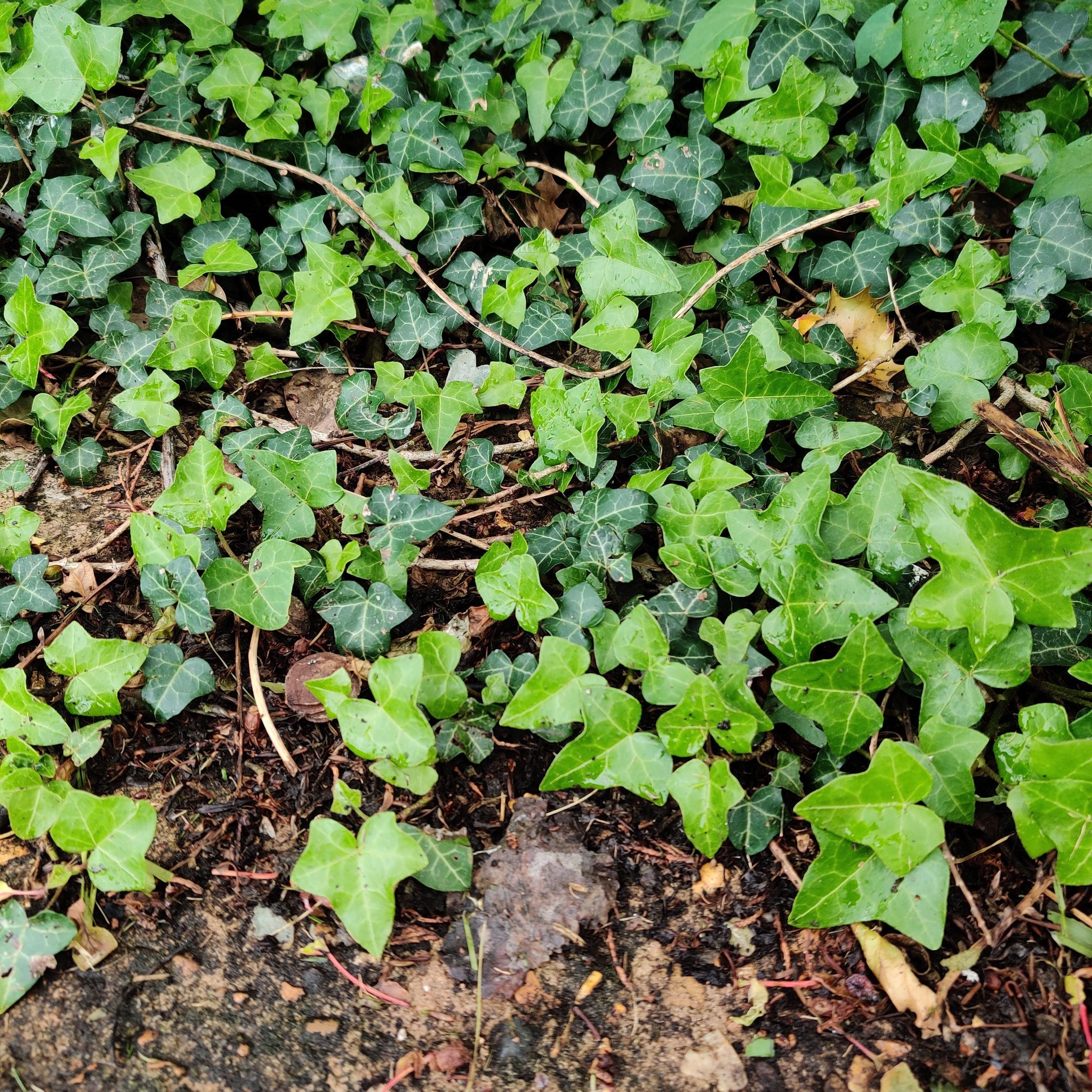 Is this ivy harmful to terrarium frogs?