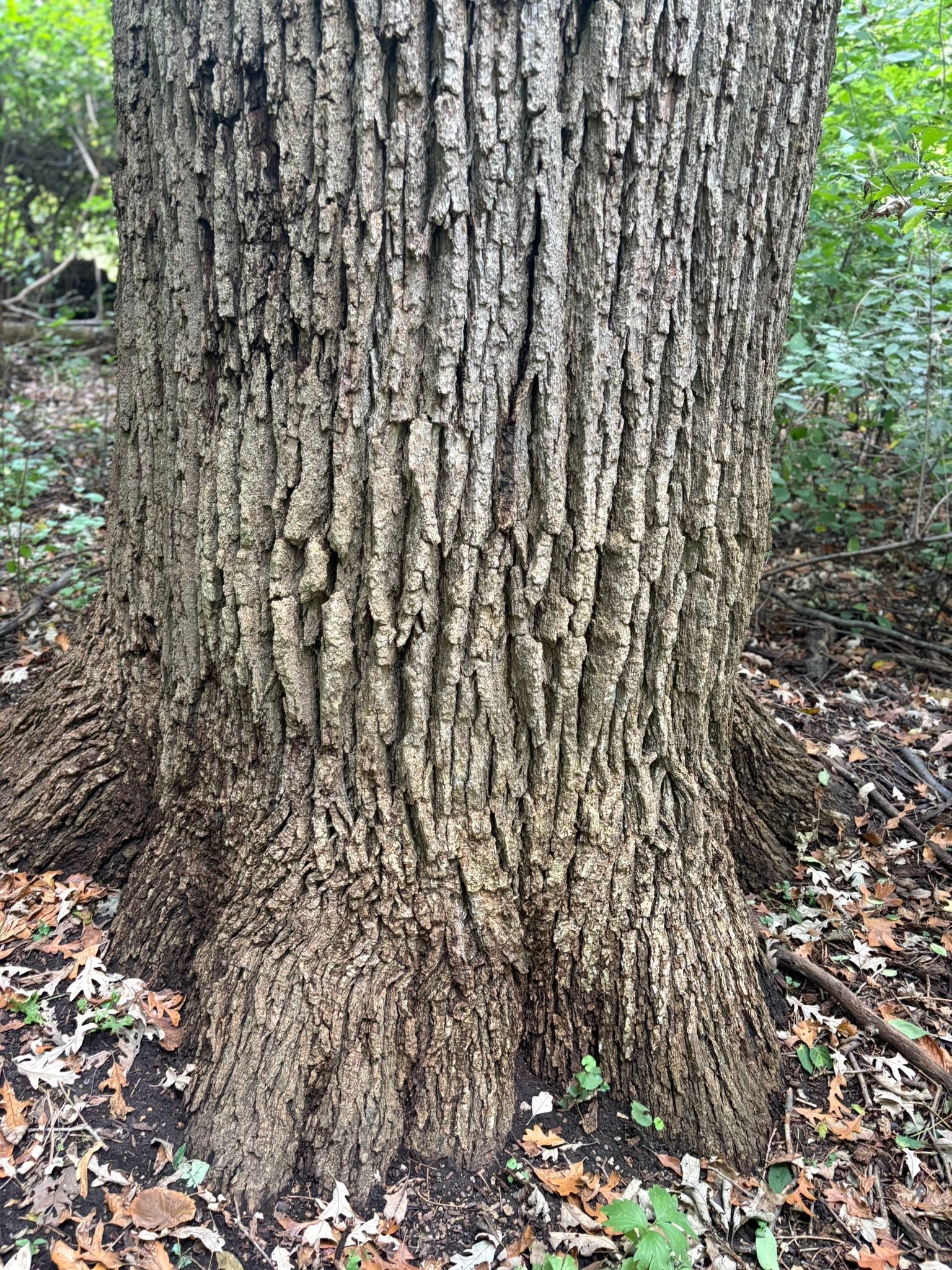 Big Tree Seekers | 158” CBH(50” DBH)forest grown Bur oak at McGovern ...