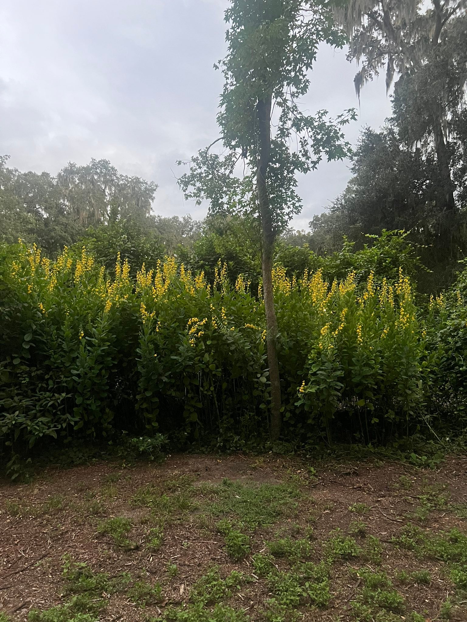 What is the rattle weed plant?