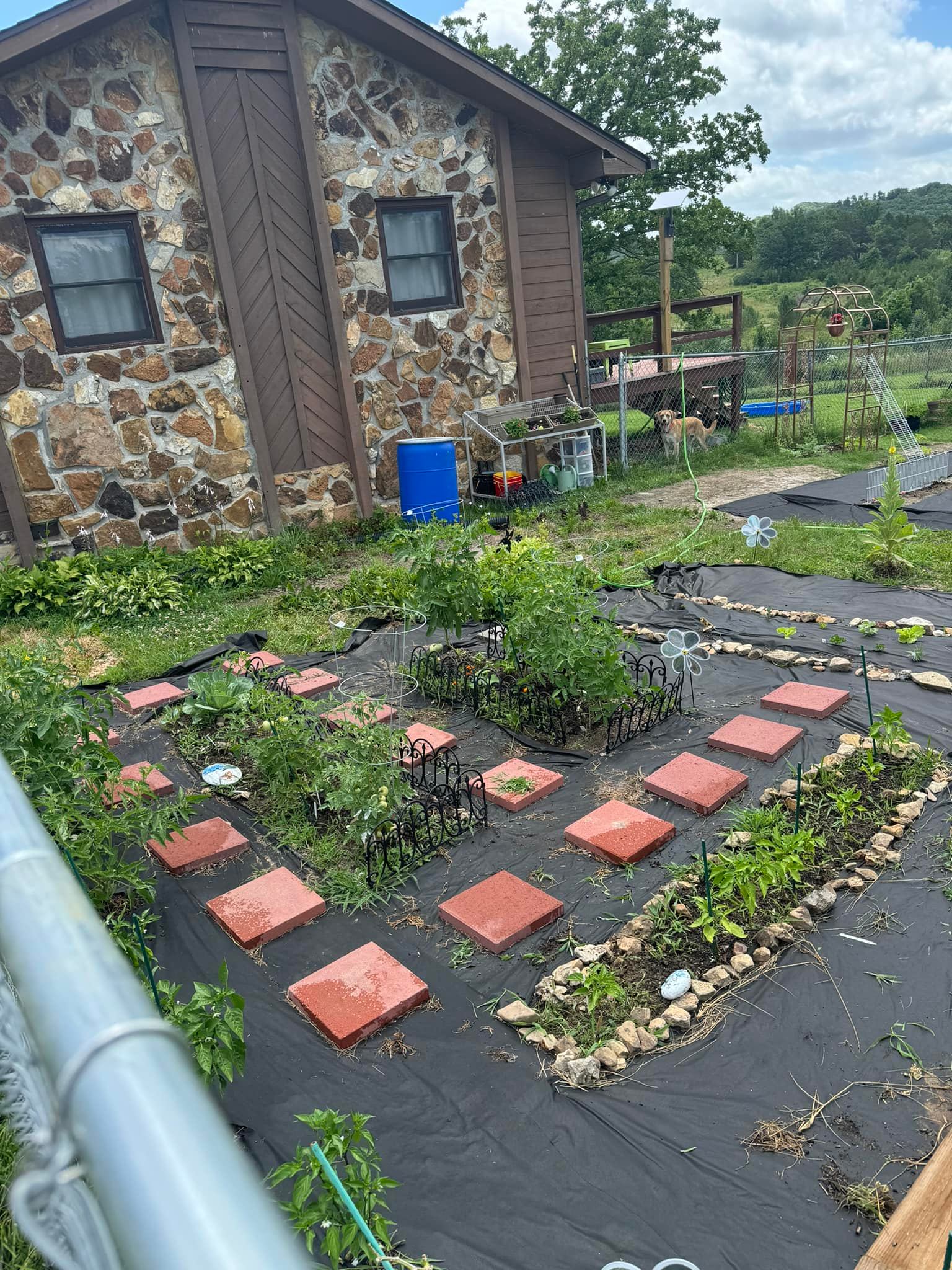 m.gardenです。 What to plant in a fall garden in Missouri?