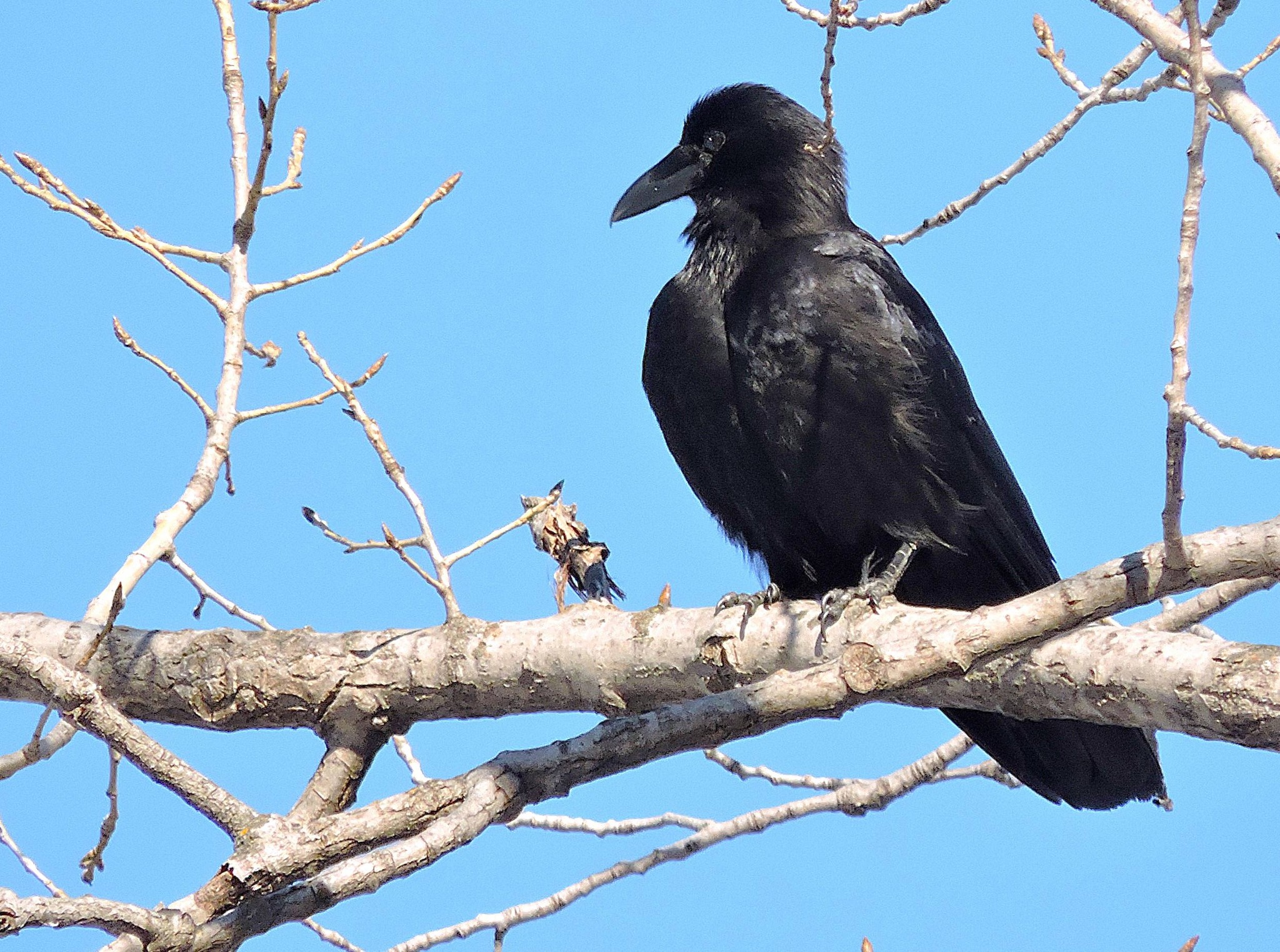 Price County Past and Present... | American Crow Fox River | Appleton 2 ...