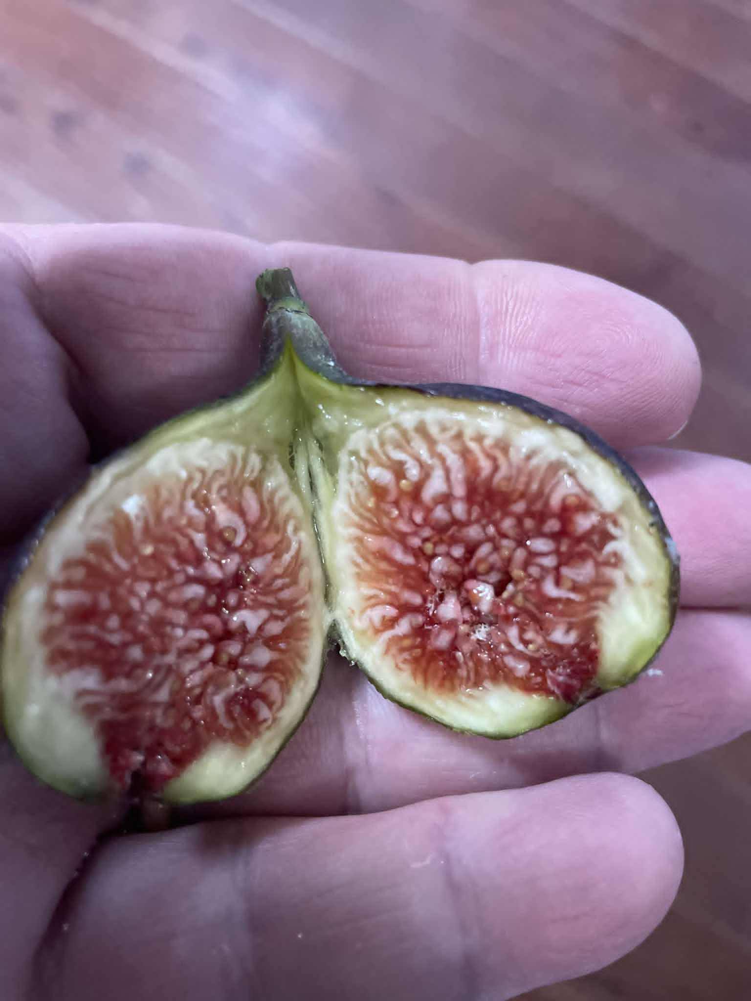 Sweet George (Susser Georg) Fig Cutting | Mad Cat Farm