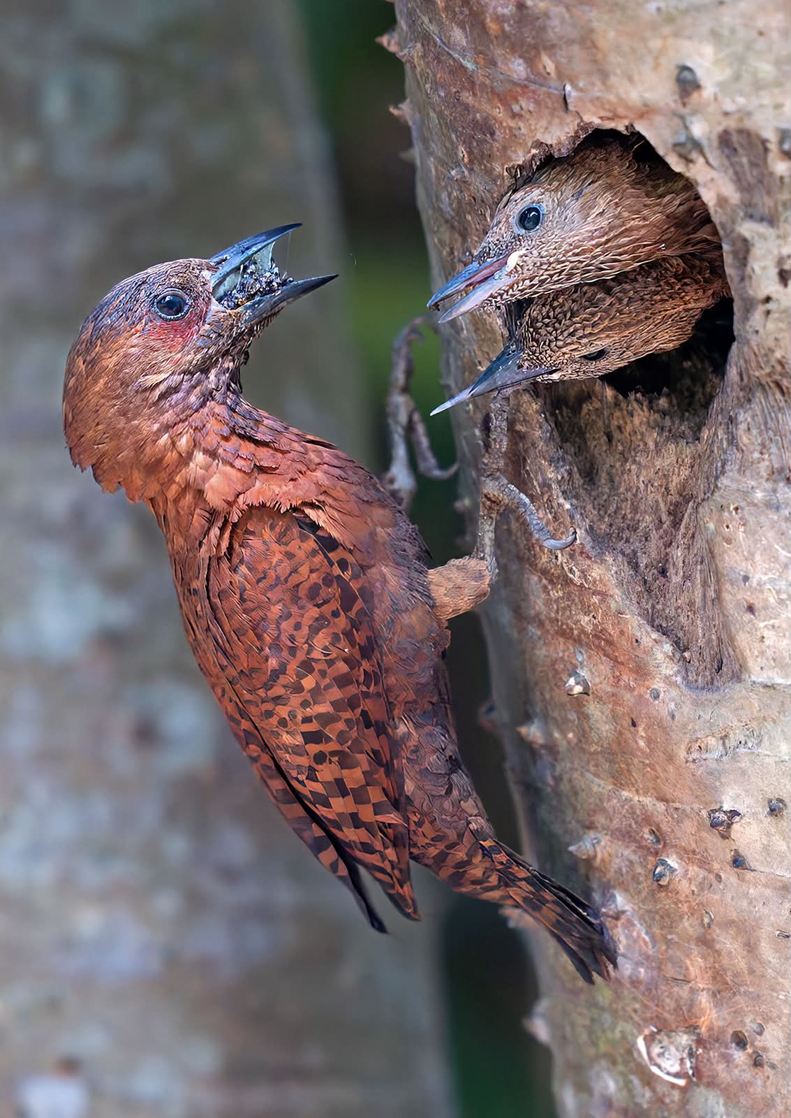 Wildlife & Nature Photography