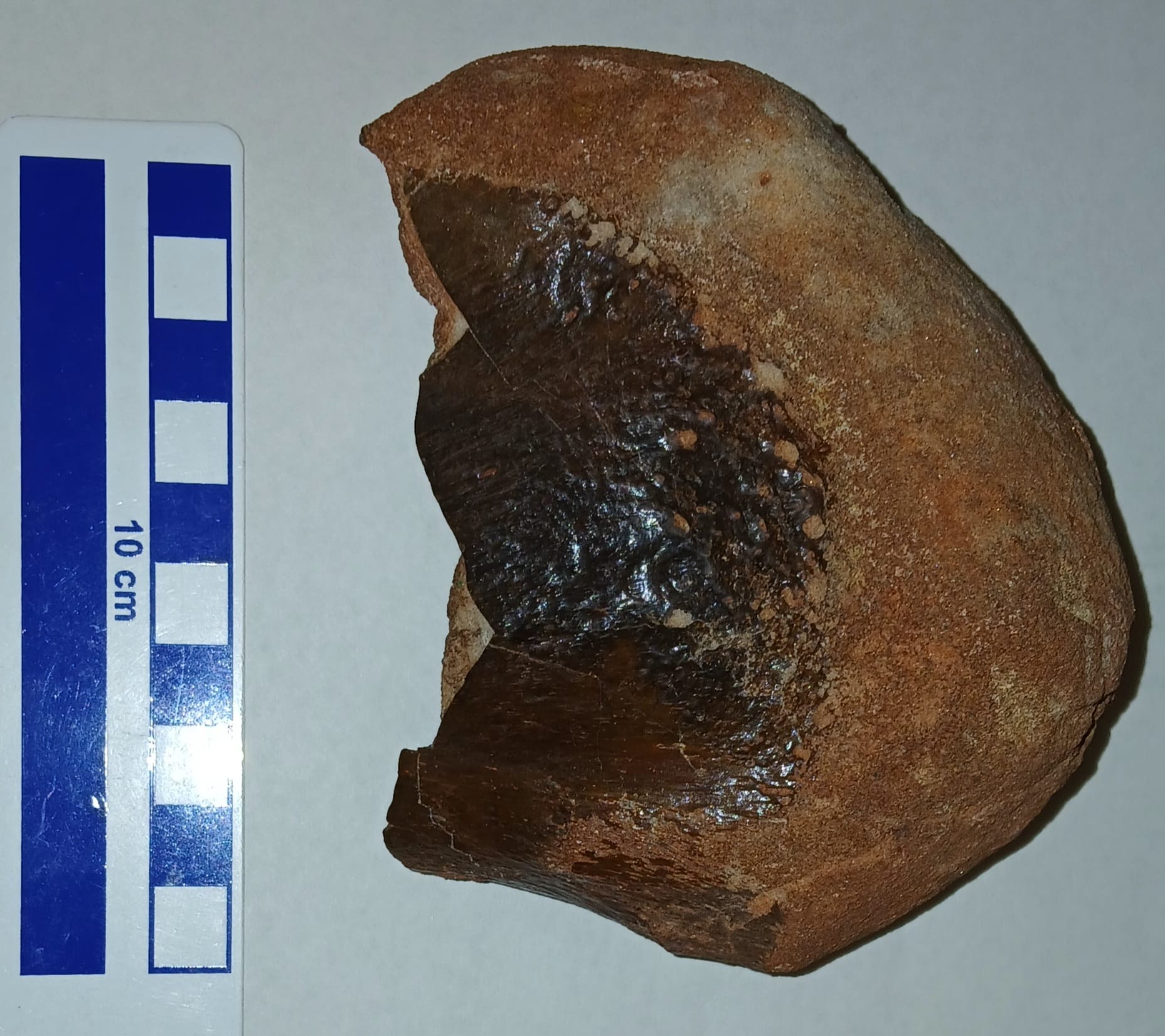 What is this Cenomanian Kem Kem beds fossil specimen?