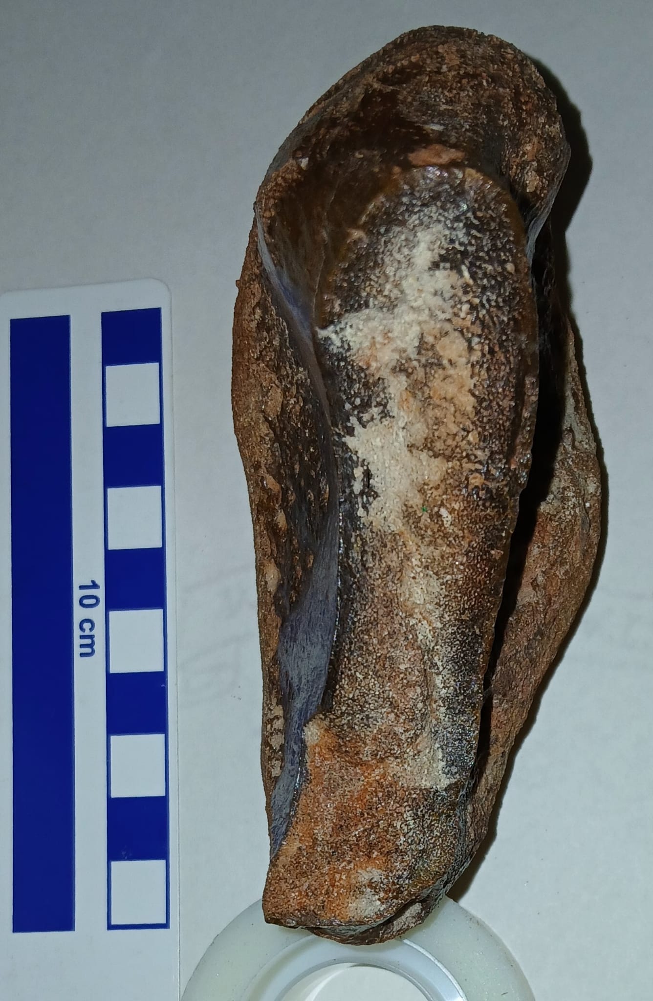 What is this Cenomanian Kem Kem beds fossil specimen?