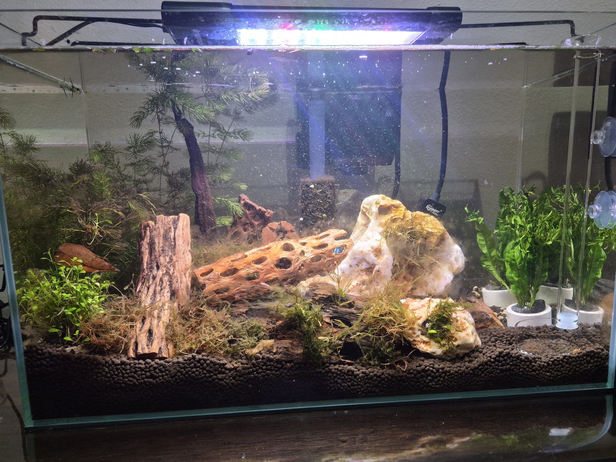 Malaysan Drftwood / Shrmp Wood / Aquarum Décor / Terrarum / Shrmp