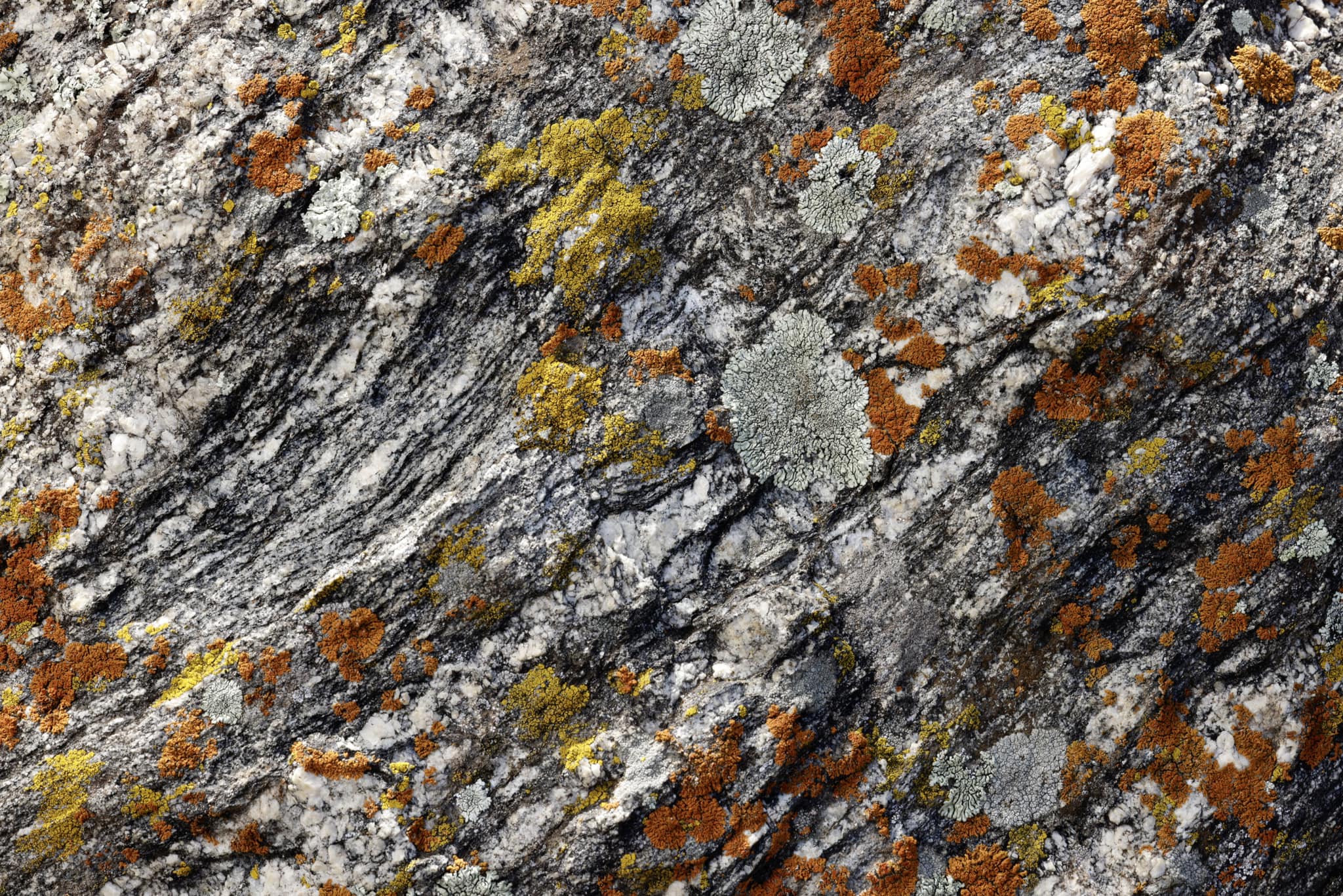 Matthew - Nestled on a sun-dappled rock face in Colorado’s Rocky ...