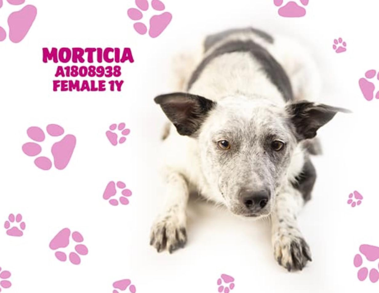 Australian Shepherd, Cattle Dog & Kelpie West Coast Rescue Network ...