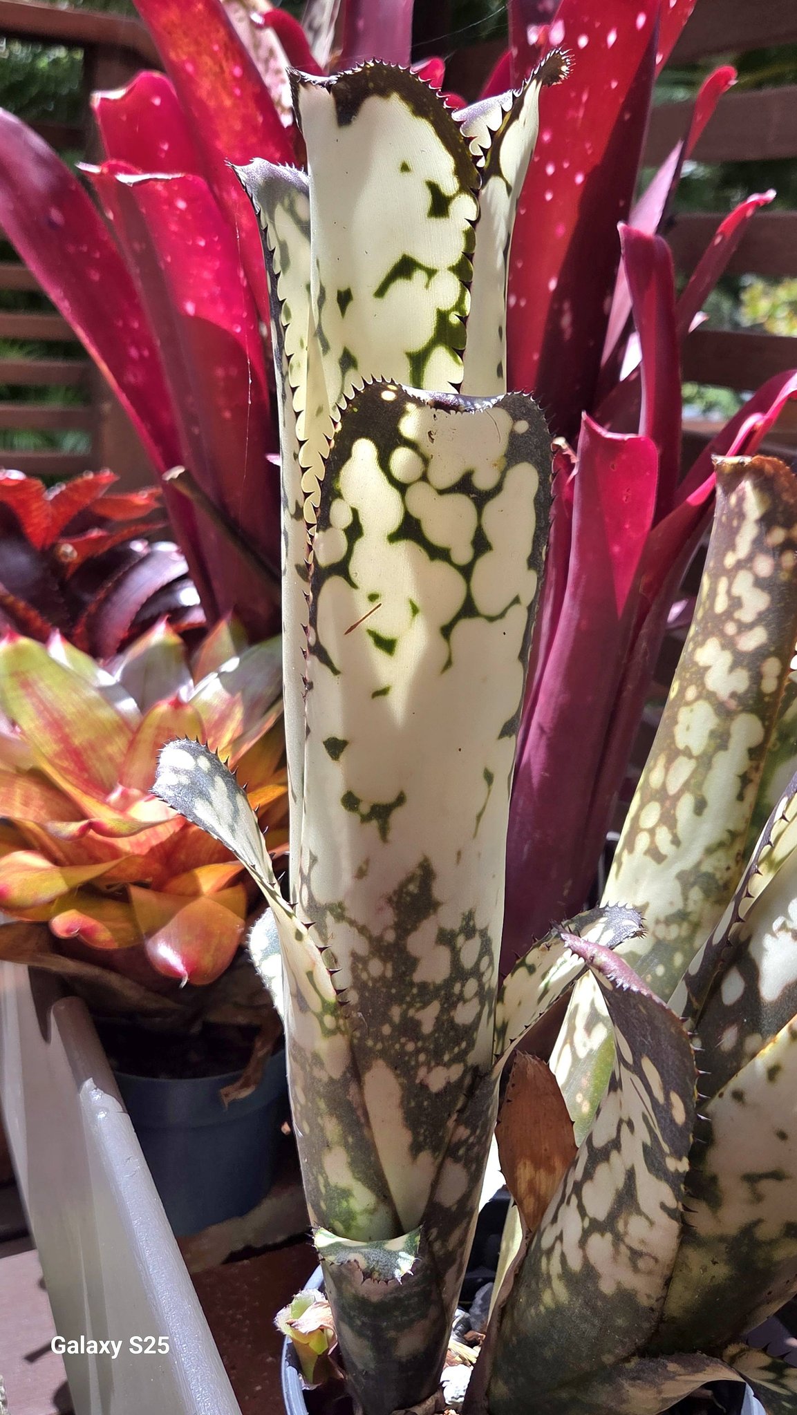 観葉植物 Billbergia Merrie Monarch