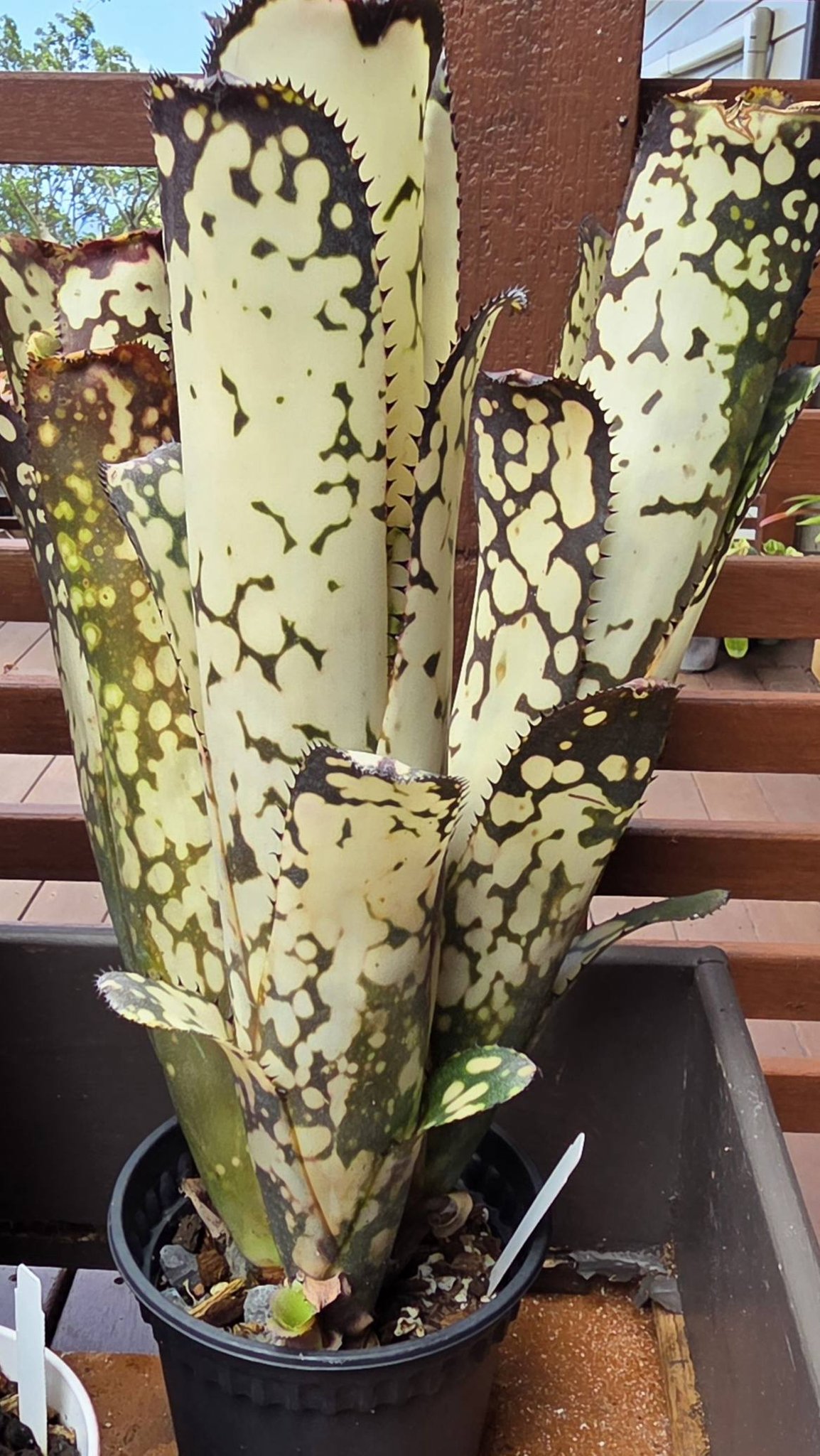 観葉植物 Billbergia Merrie Monarch