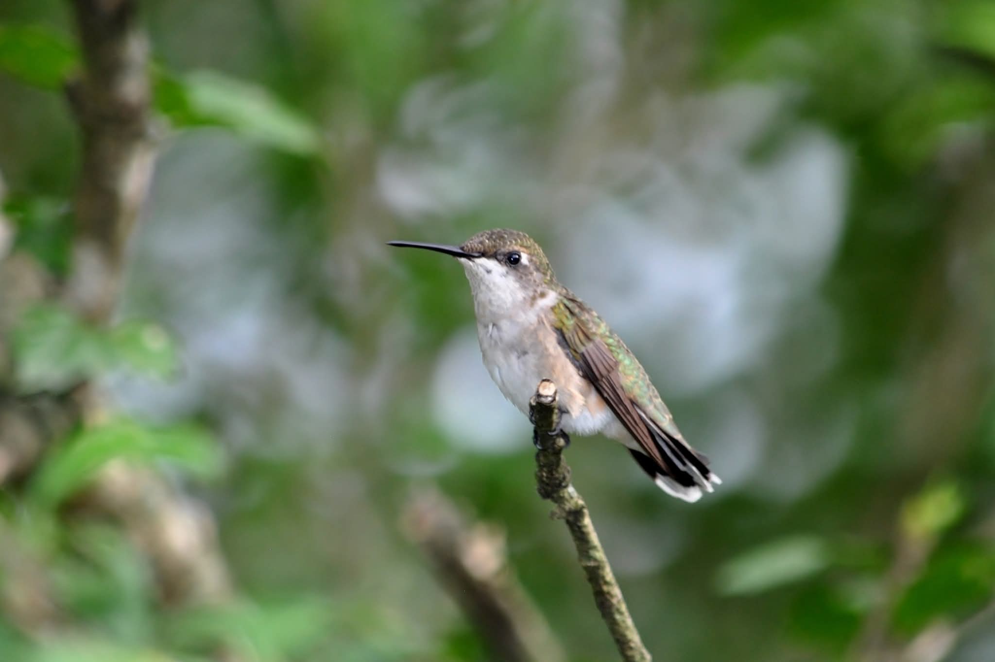 We Love Hummingbirds Community | All of our adult male Ruby-throated ...