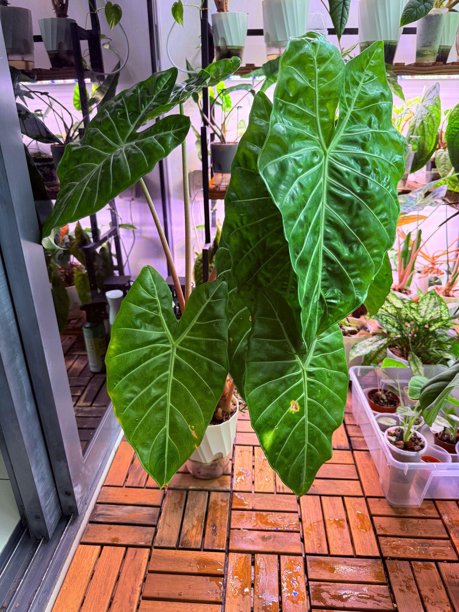 Sold* Anthurium SKG Pink Lemonade hybrid Anthurium (SKG Silver x