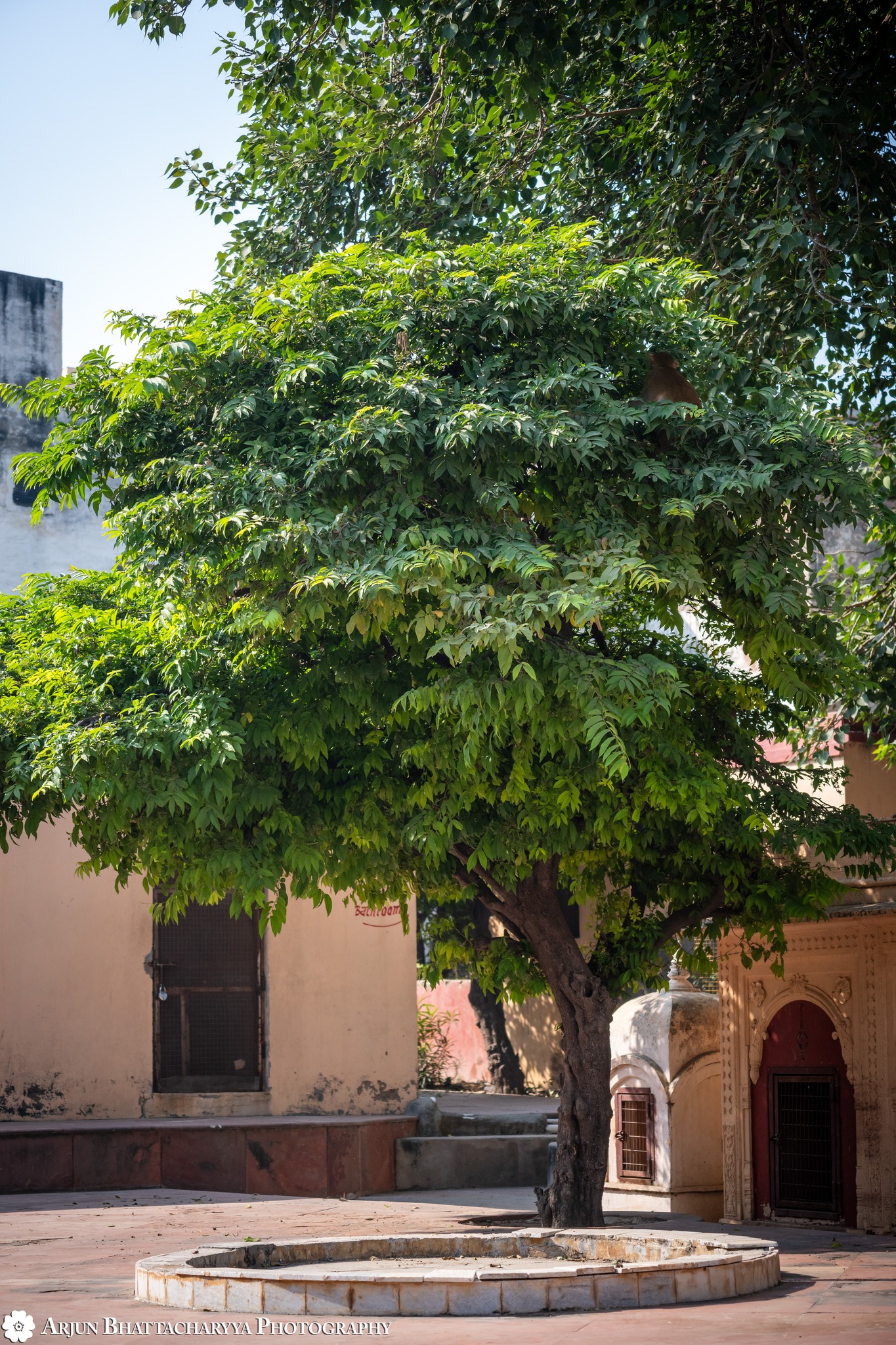 Deena Bandhu - Tamal Tree at Sanatan Goswami's Samadhi Mandir compound ...