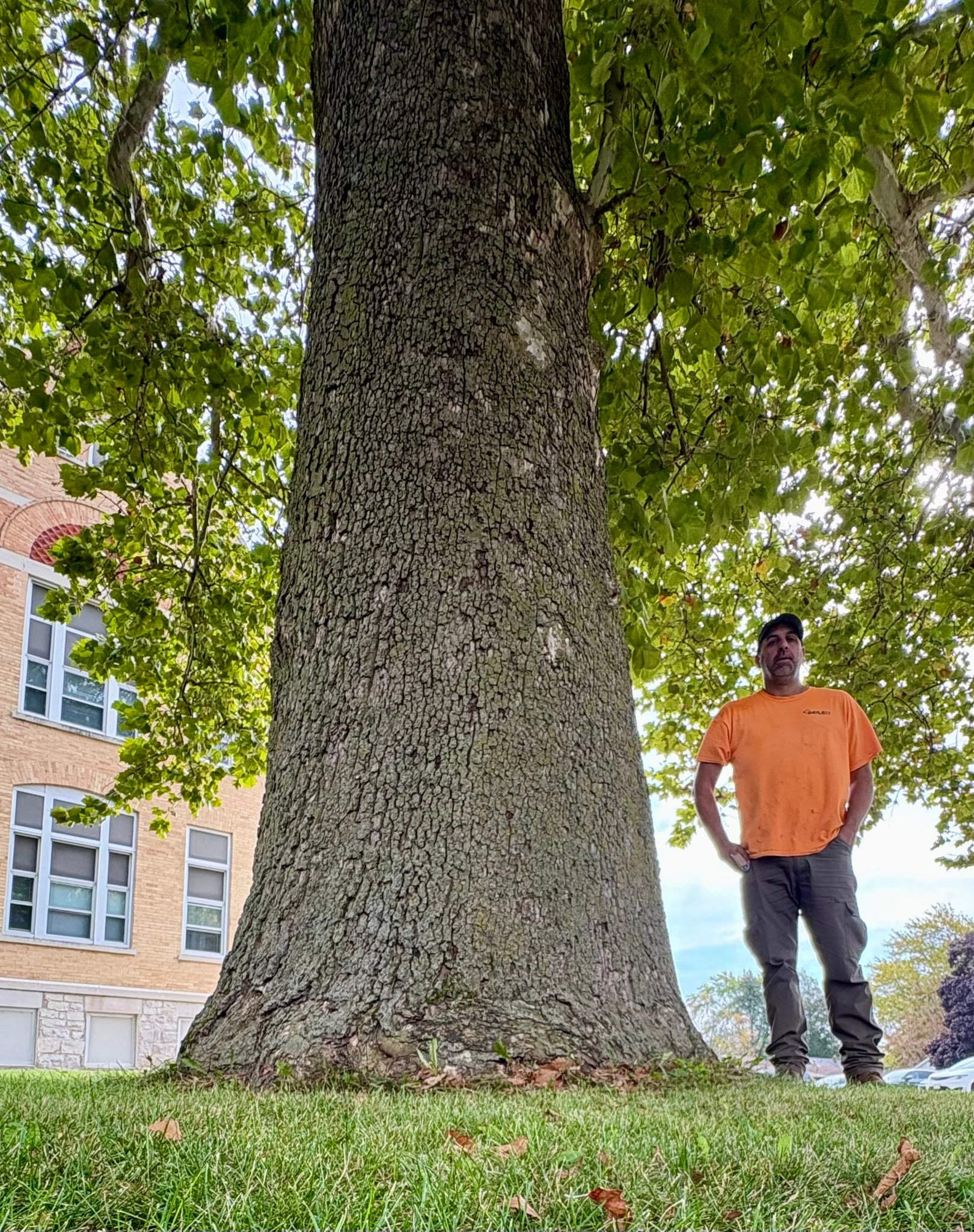 Big Tree Seekers | 156” CBH(50” DBH)sycamore tree in Elkhorn, Wisconsin ...