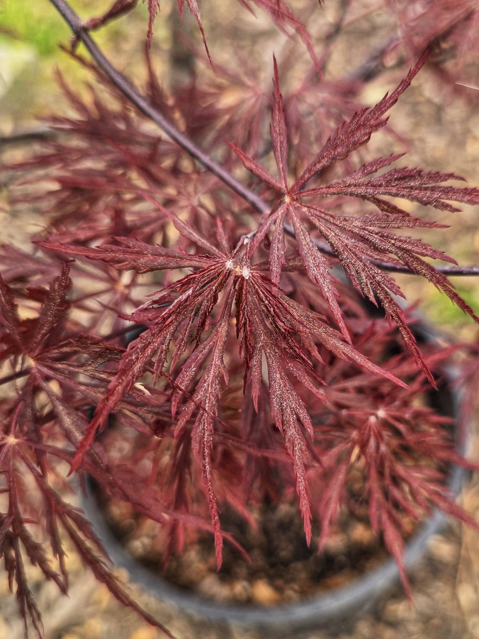 Identify laceleaf japanese maple variety?
